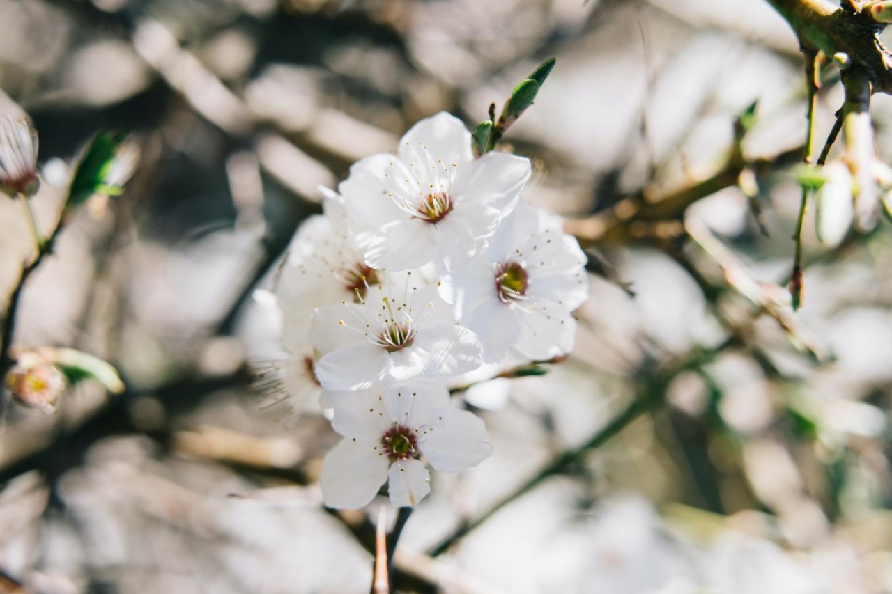 Koala in ClimateWatch App spotted by Ka vonSeiten on 17.01.2021