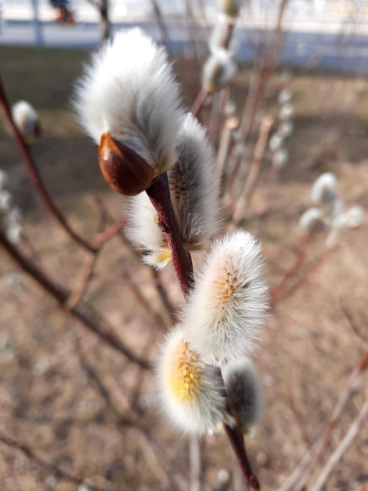 Sal-Weide in Naturkalender App spotted by Silvia Obermoser on 25.02.2021