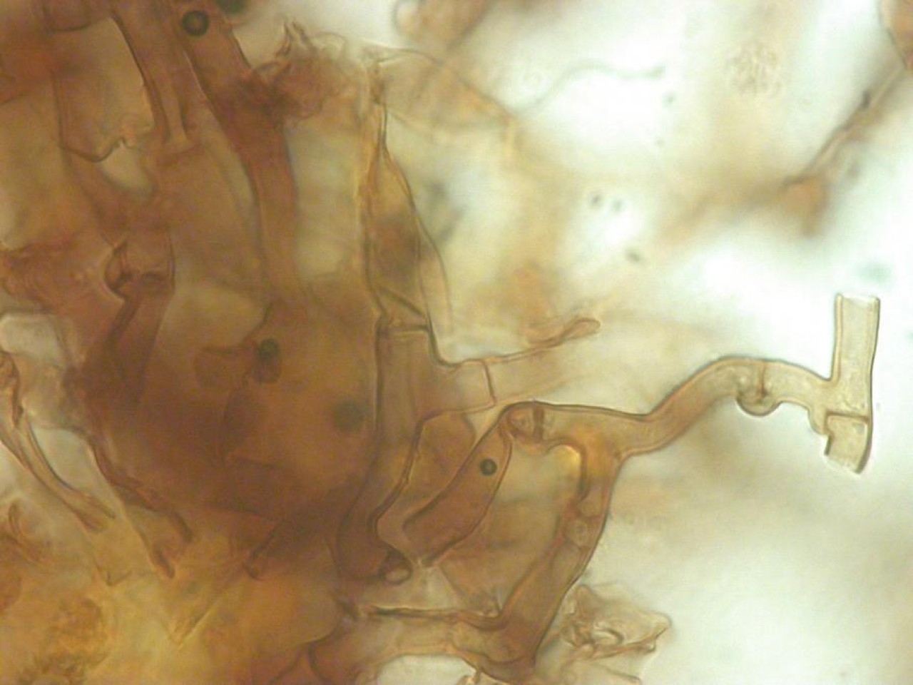 | Pilzfinder App | 03.11.2012