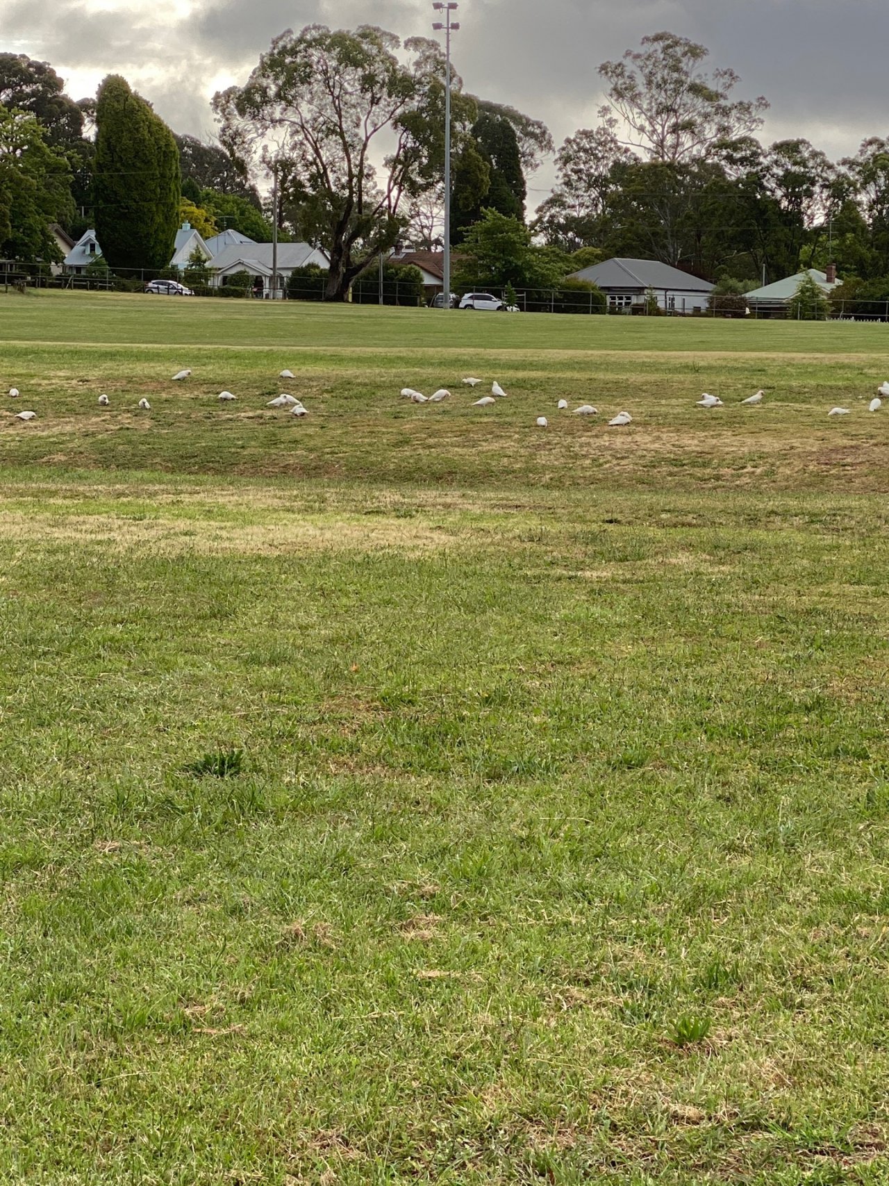 Little Corella in Big City Birds App spotted by Kirstie Graham on 14.12.2020