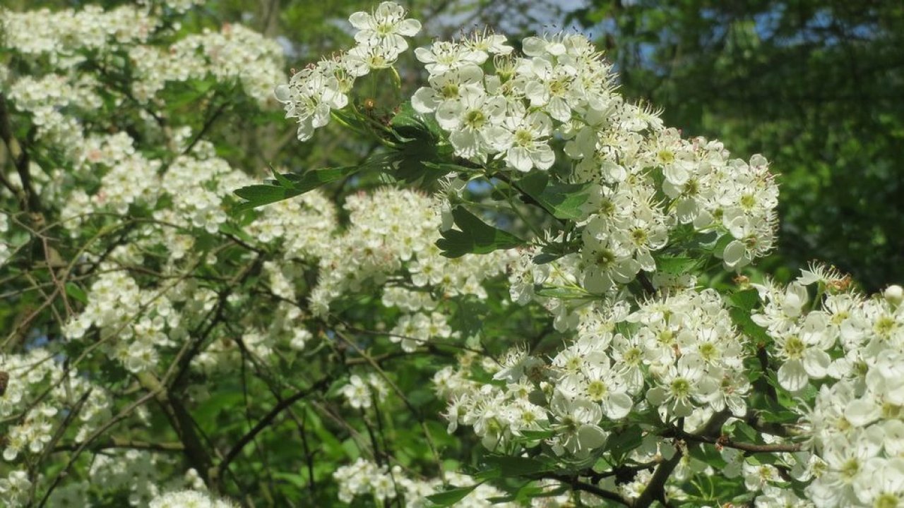 Árvore de espinheiro