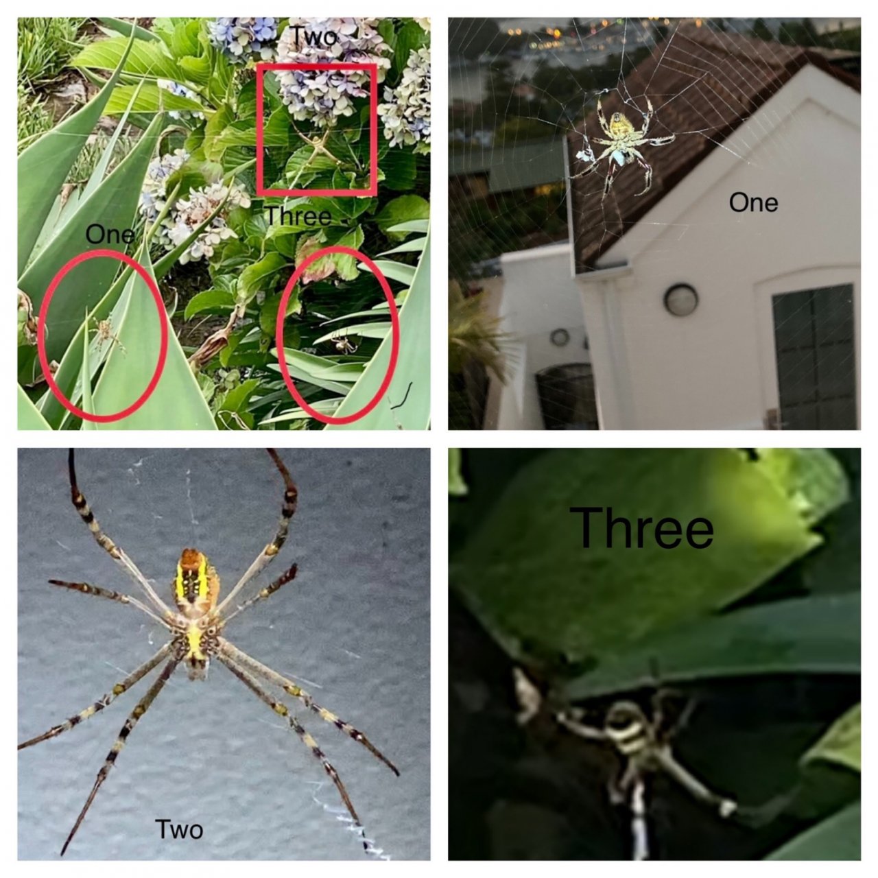 other species in SpiderSpotter App spotted by ednaward on 05.01.2021