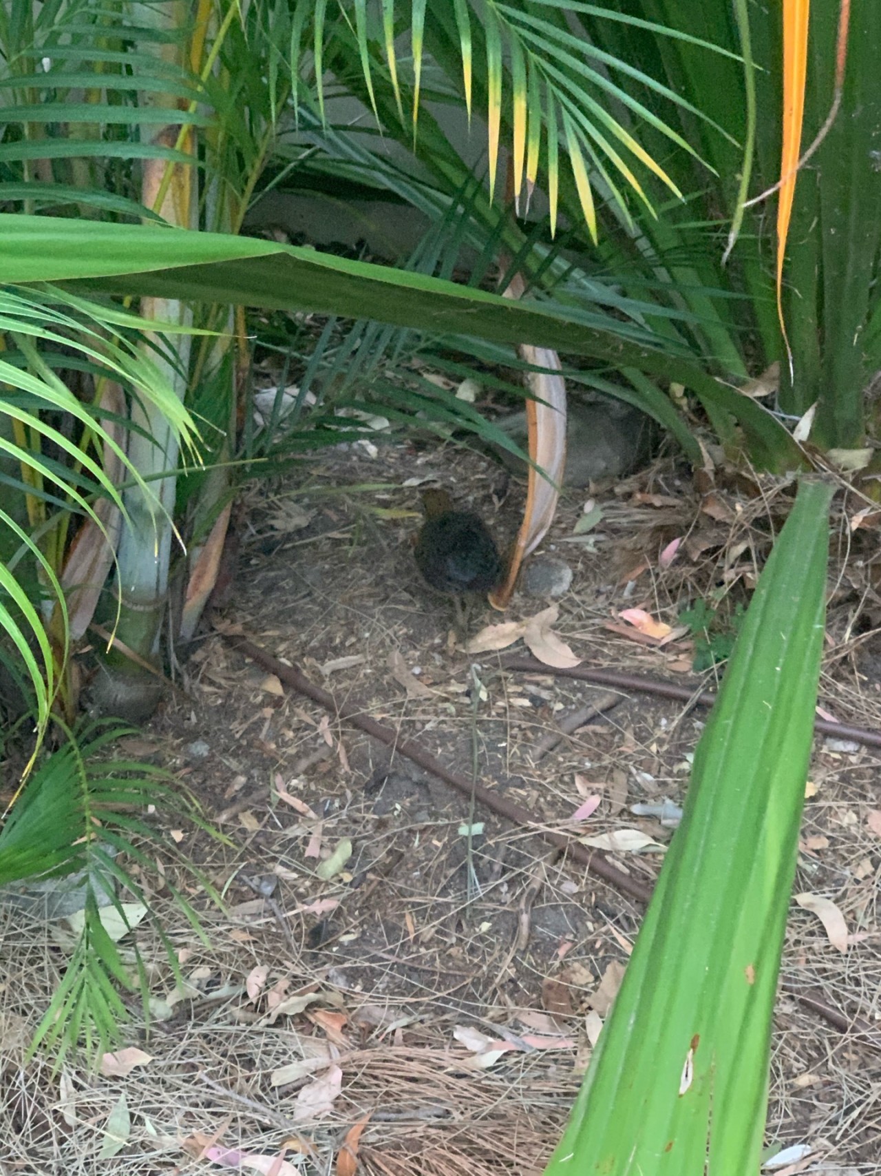 | Big City Birds App | 10.12.2020