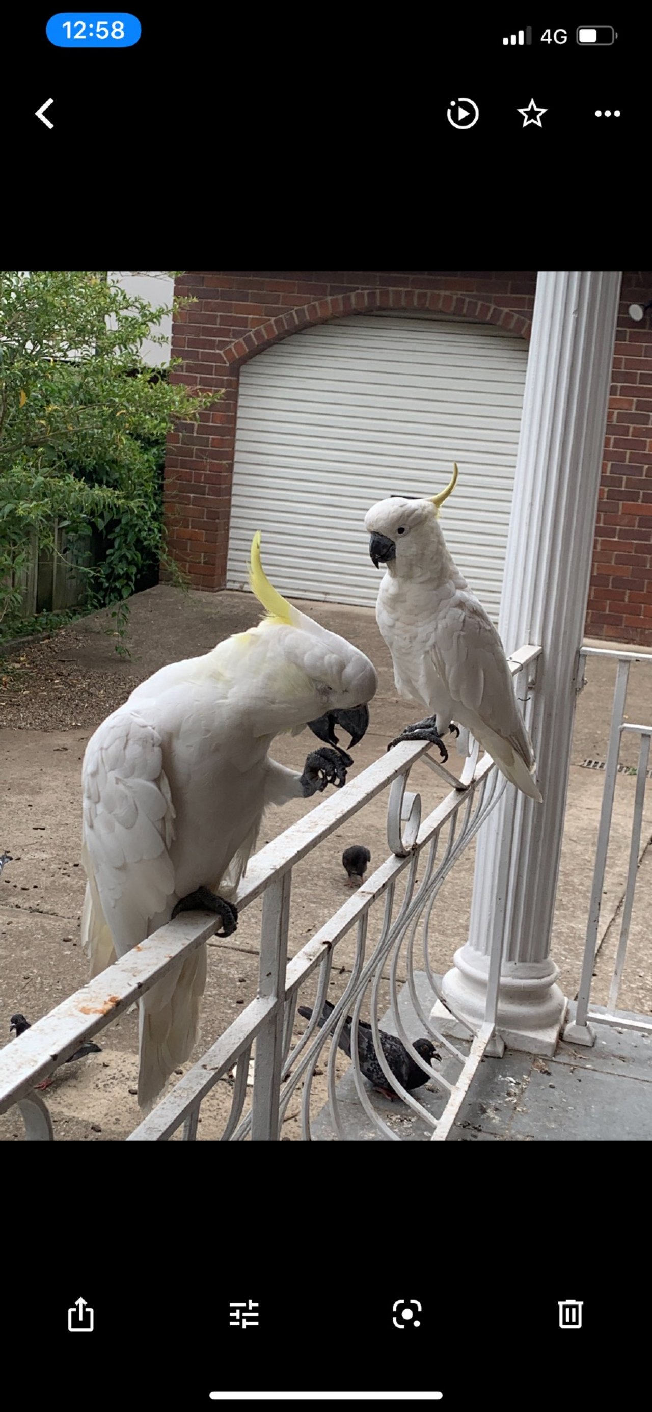 Sulphur-crested Cockatoo in Big City Birds App spotted by Magdalana Conin on 03.01.2021