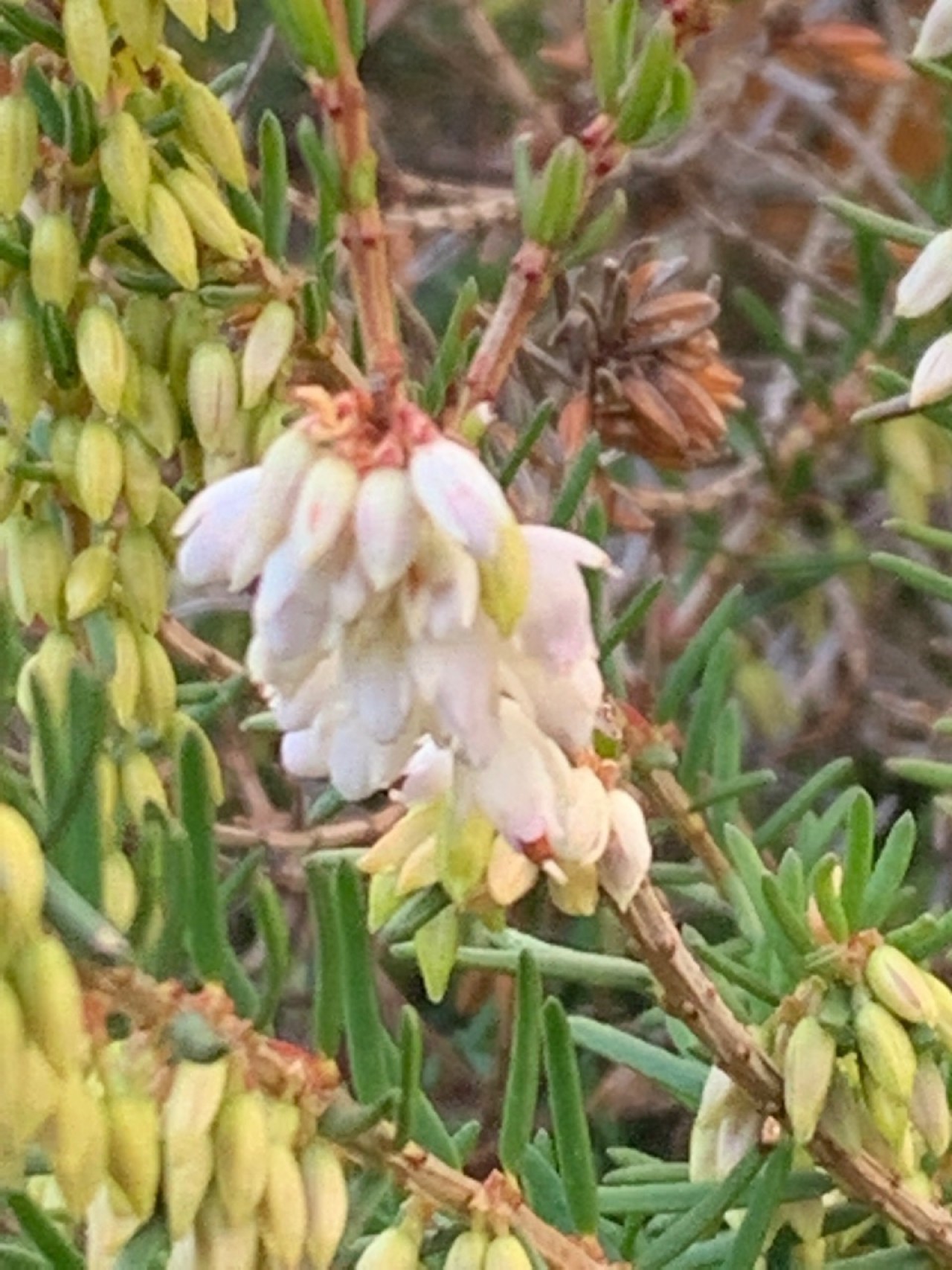 Erica in Vollblüte | Naturkalender App | 09.12.2020