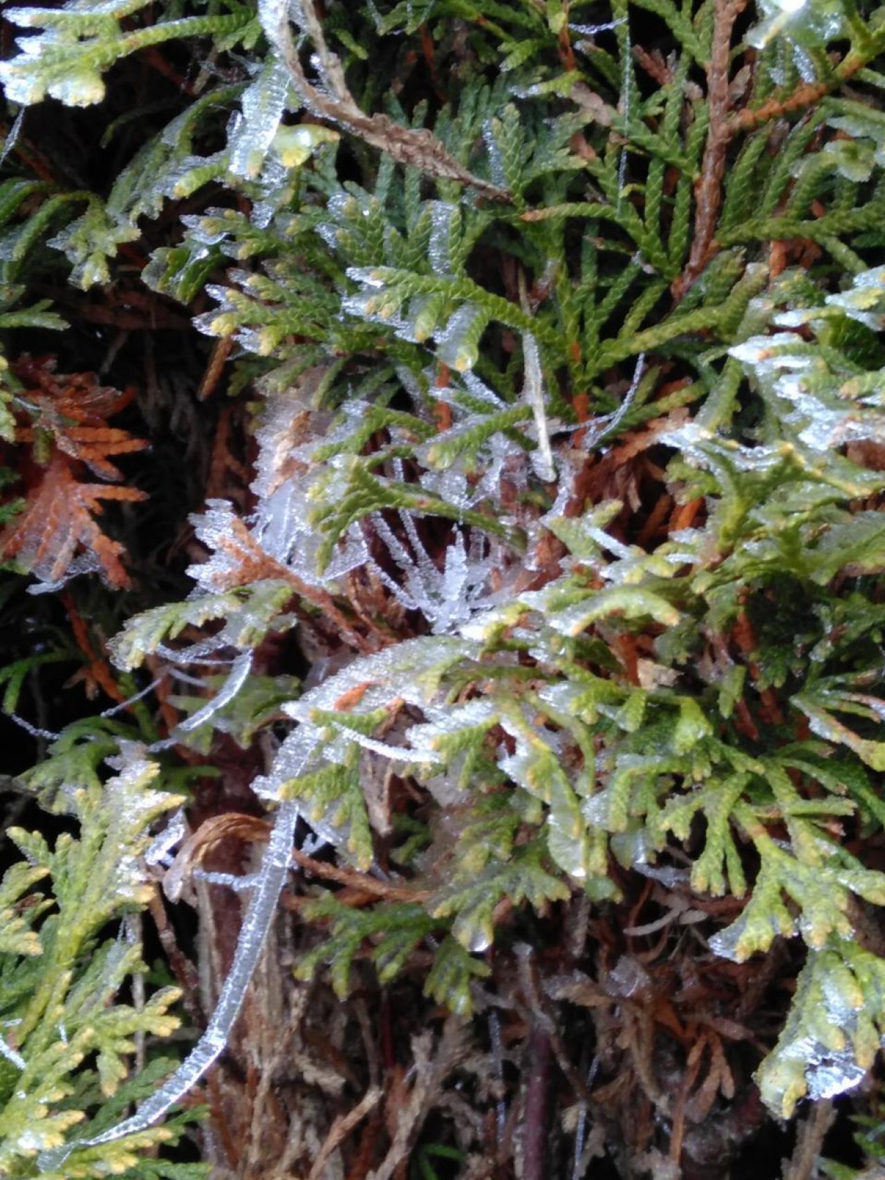 Eiszapfen in Naturkalender App spotted by Doris Stampfer on 20.12.2020