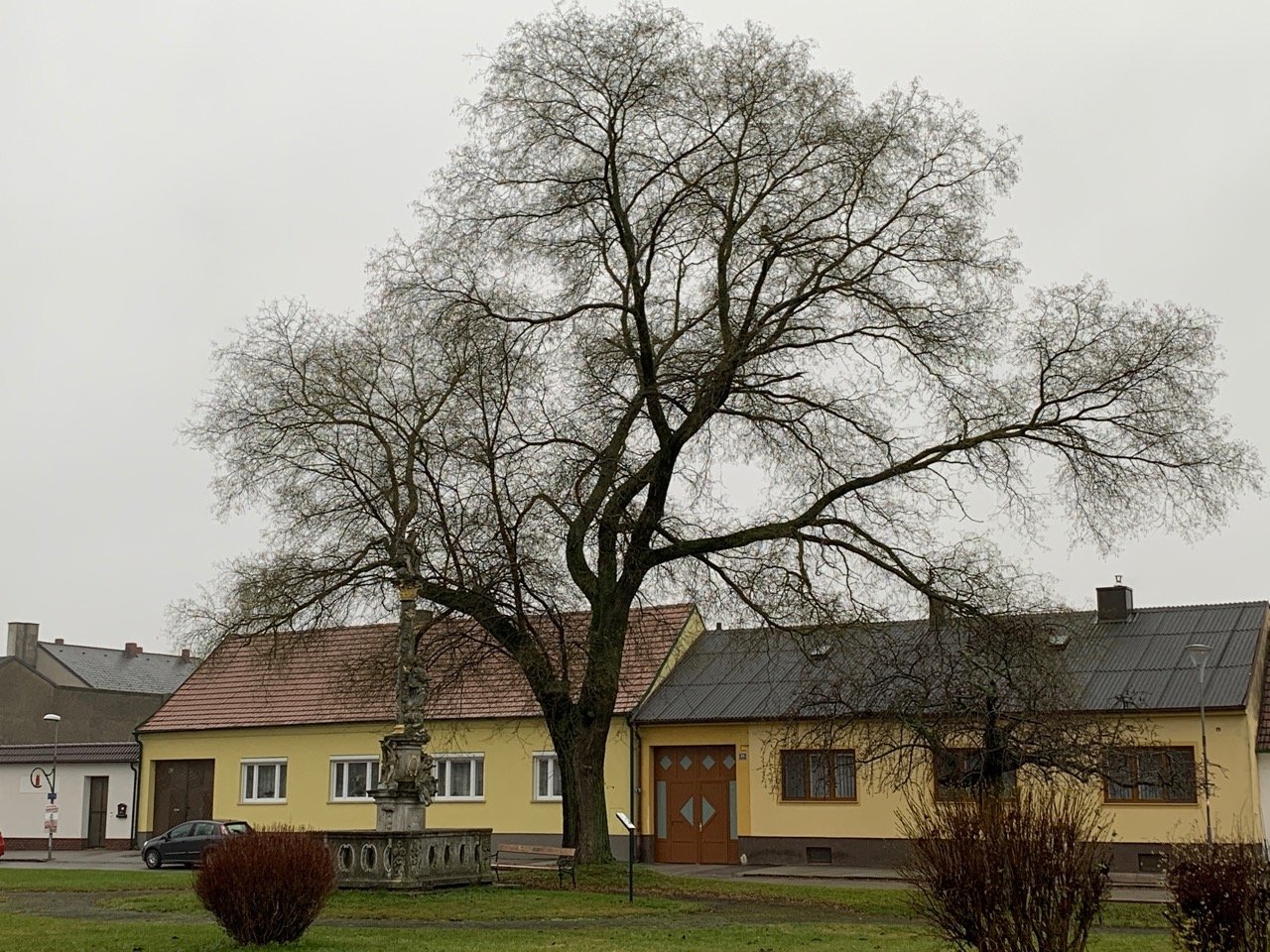 Eine andere Baumart in Naturkalender App spotted by Franz on 12.12.2020