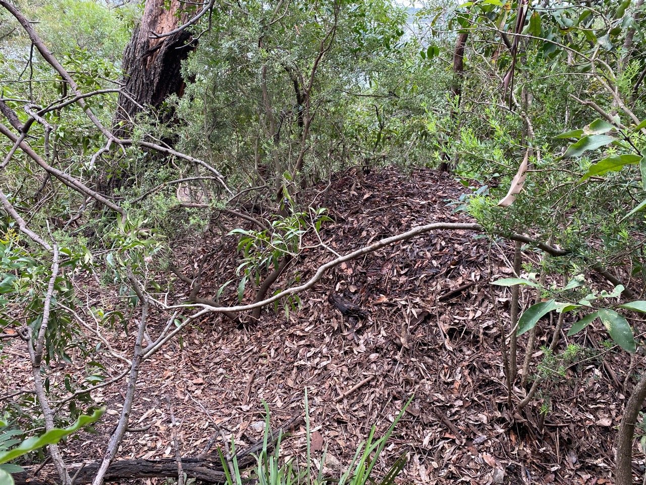 mounds in BrushTurkeys App spotted by PKay on 30.12.2020