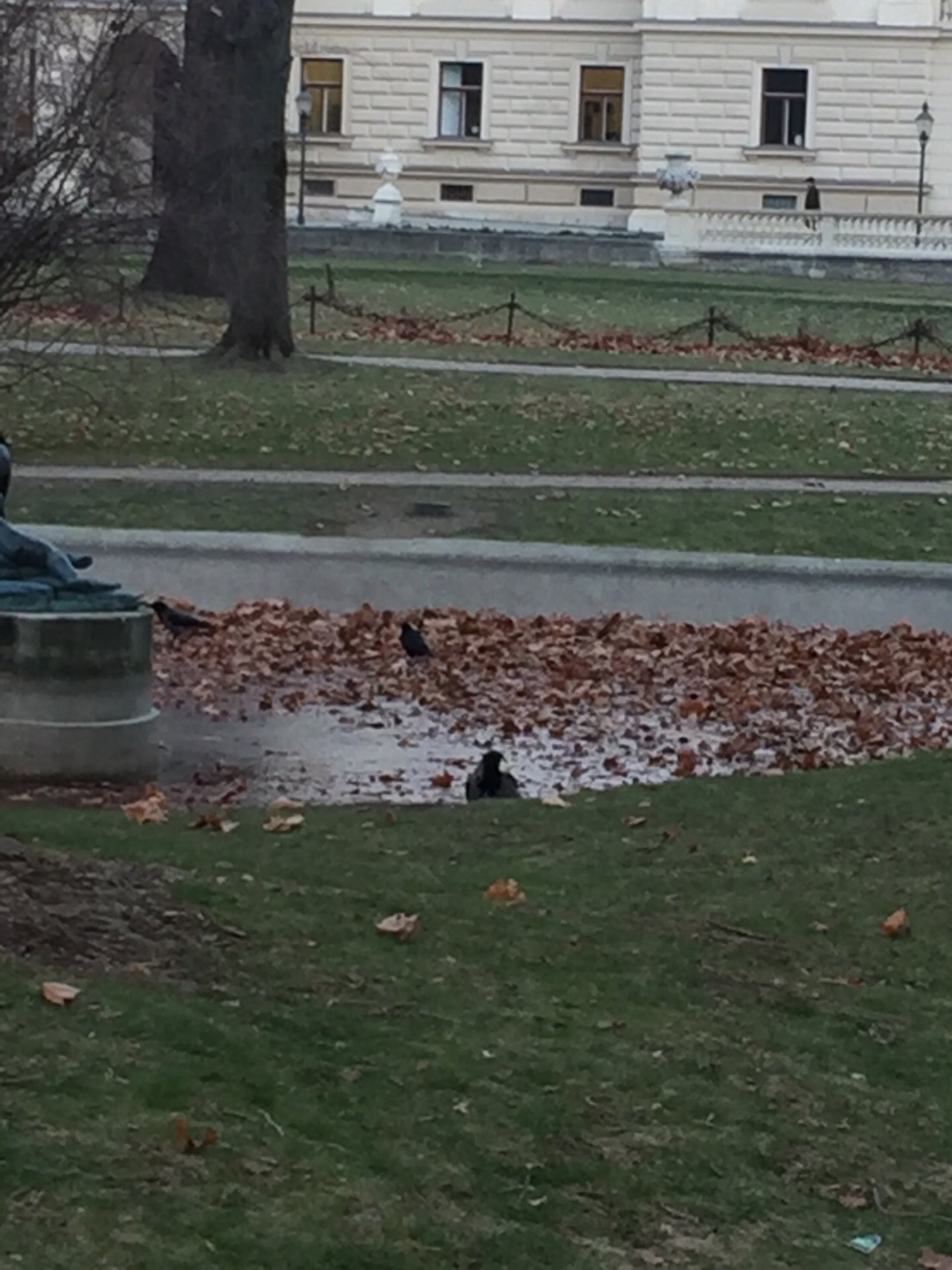 Hooded Crow in KraMobil App spotted by Katharina on 12.01.2021