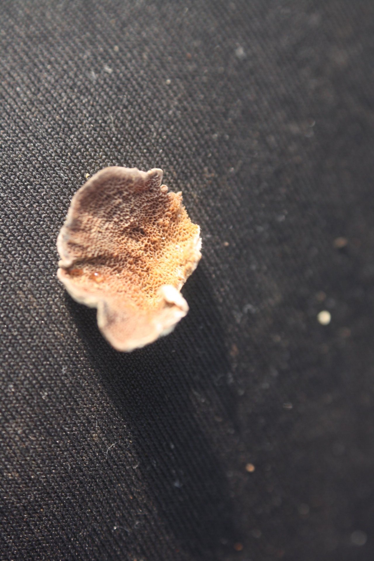 anderer Porling in Pilzfinder App spotted by Treitner on 12.01.2021