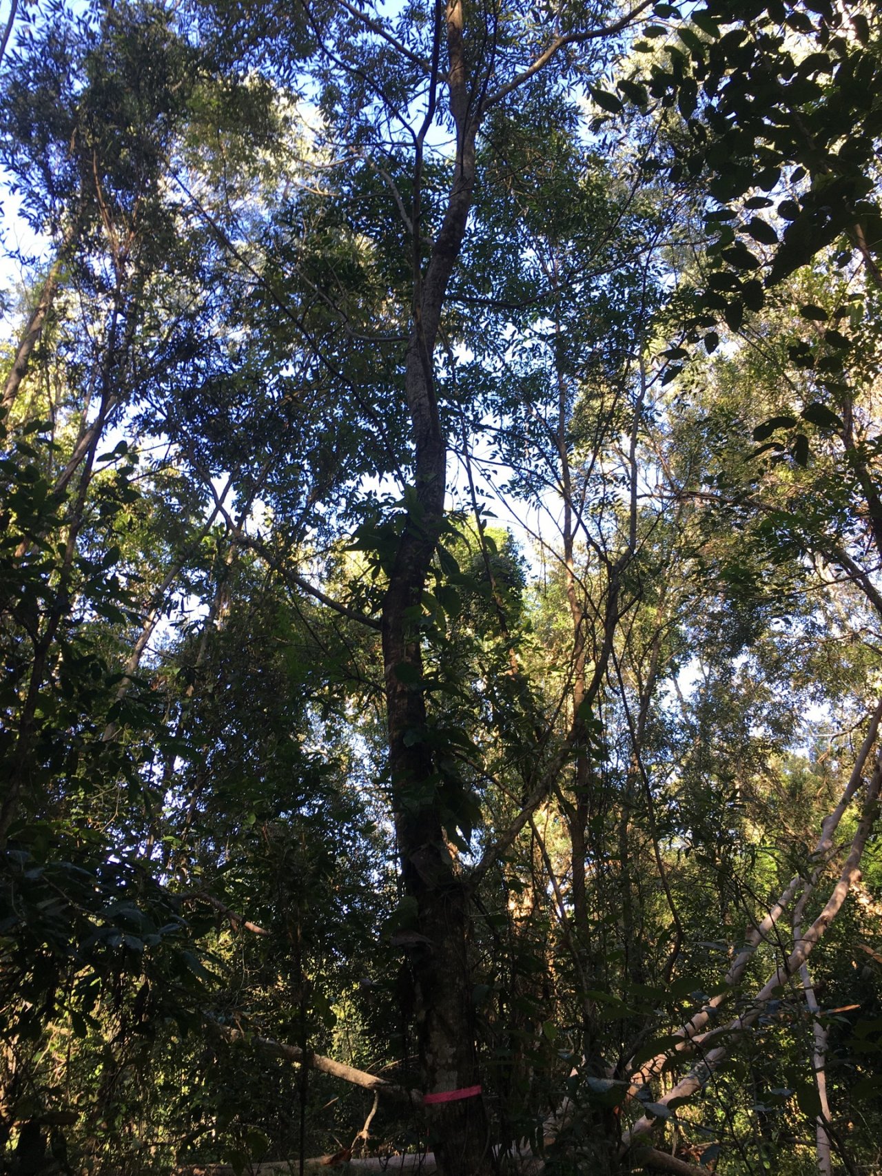 Blackwood in ClimateWatch App spotted by Dave Johnston on 13.03.2021