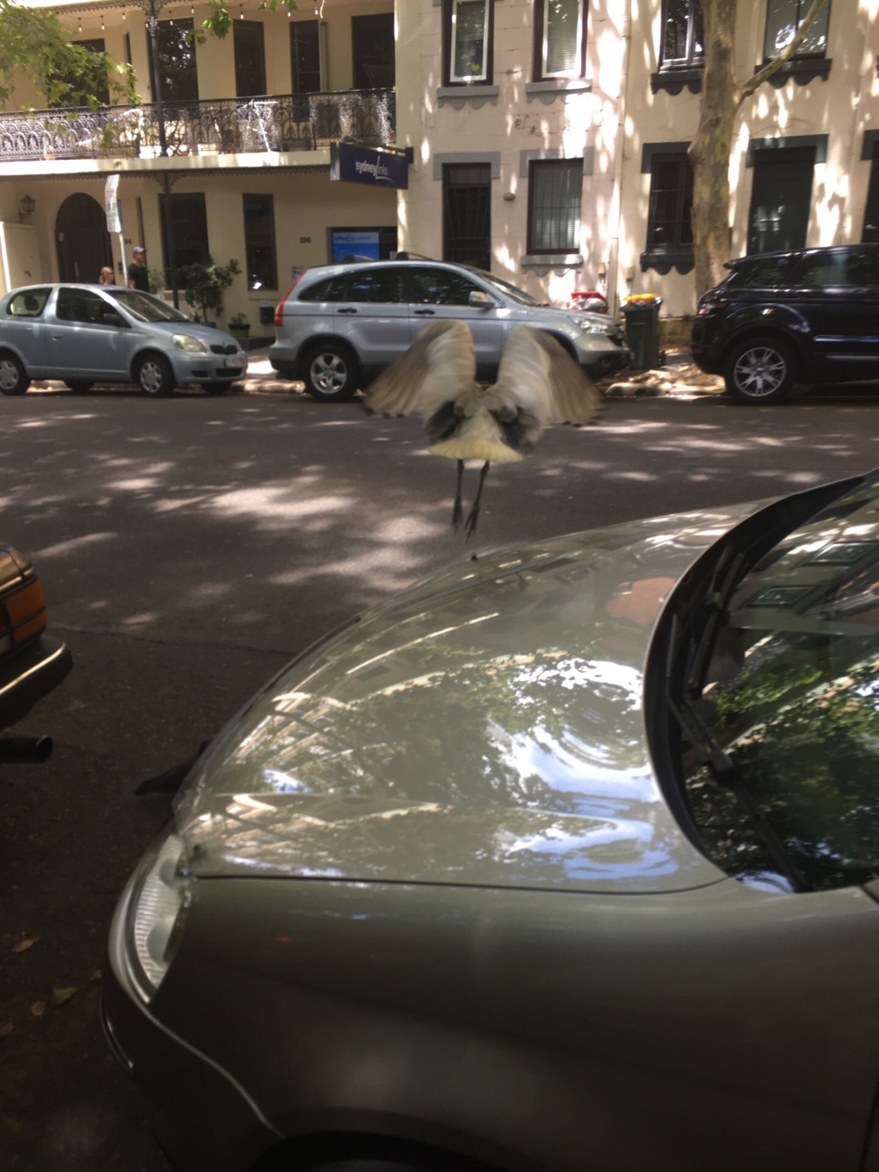 White Ibis in Big City Birds App spotted by Chip Steele on 13.12.2020