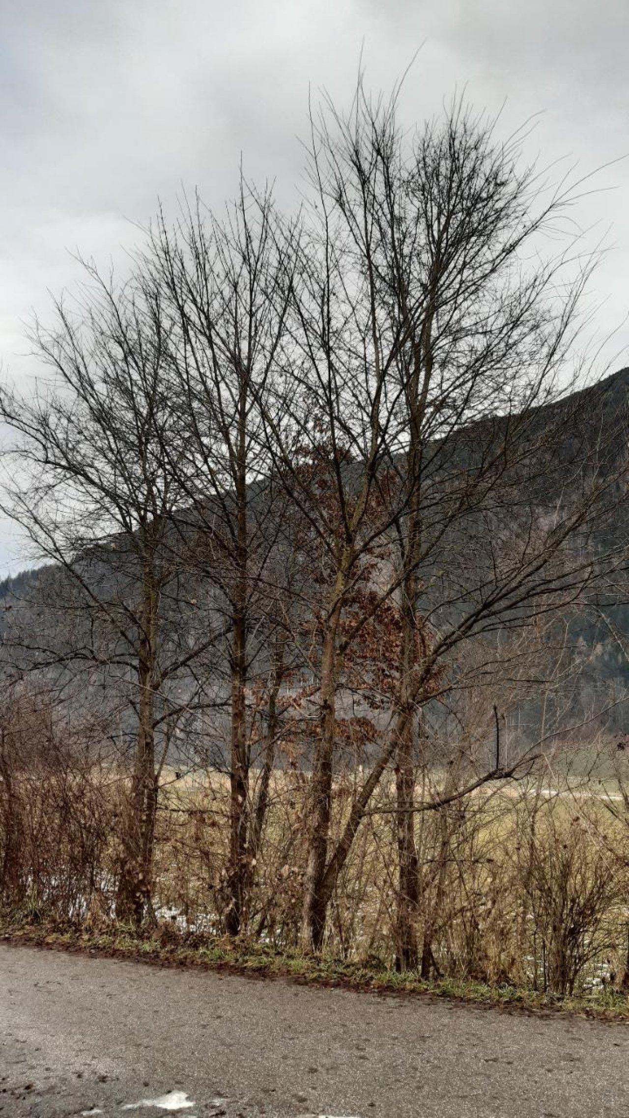 Eine andere Art in Naturkalender App spotted by Steinbock on 22.12.2020