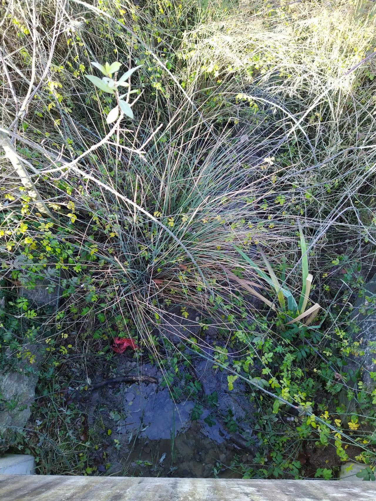 temporary stream in CrowdWater App spotted by Ueli Straumann on 20.12.2020