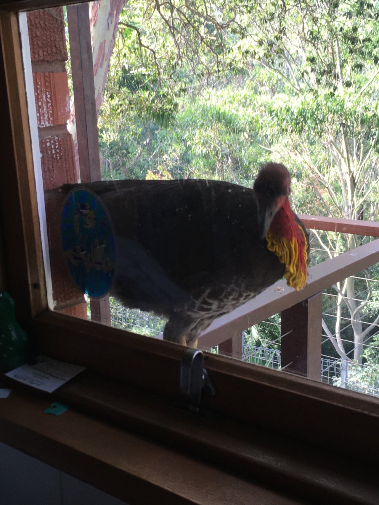Brush-turkey in Big City Birds App spotted by Margaret Scott on 01.12.2020
