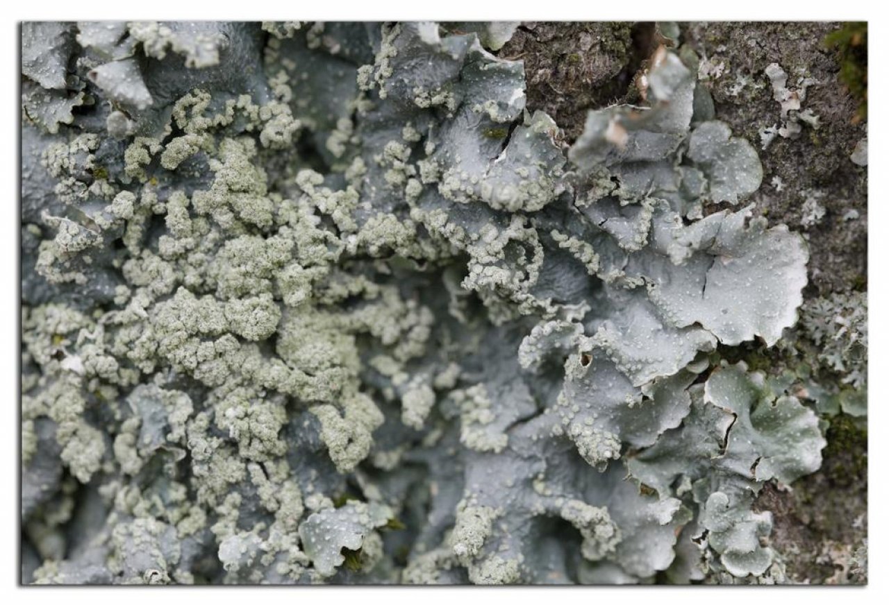 Fungi in NatureSpots App spotted by Danny VG on 21.11.2020