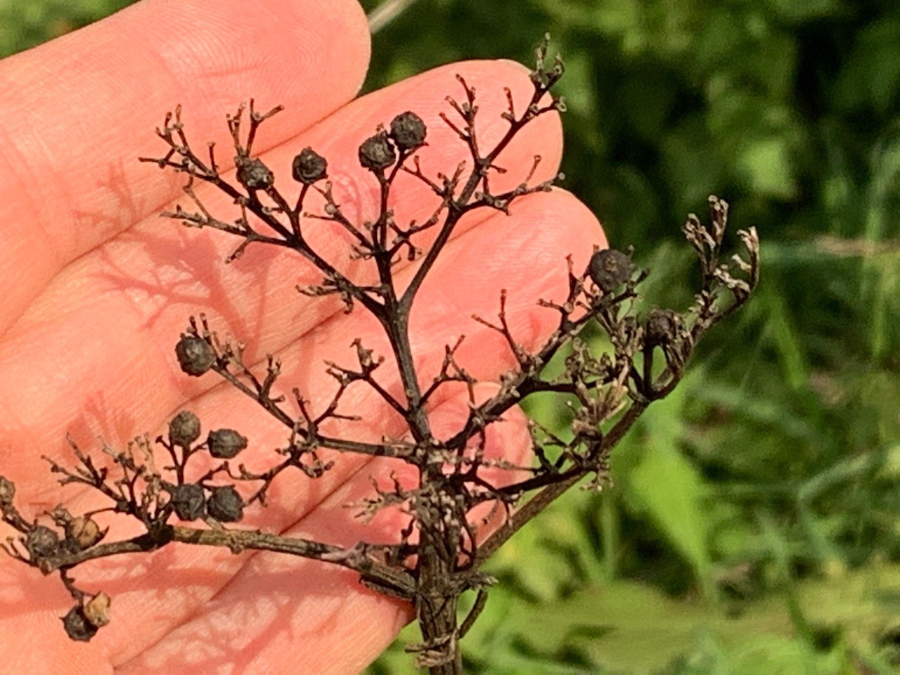 Reste der Früchte des noch immer nicht entlaubten Zwerg-Holunders | Naturkalender App 