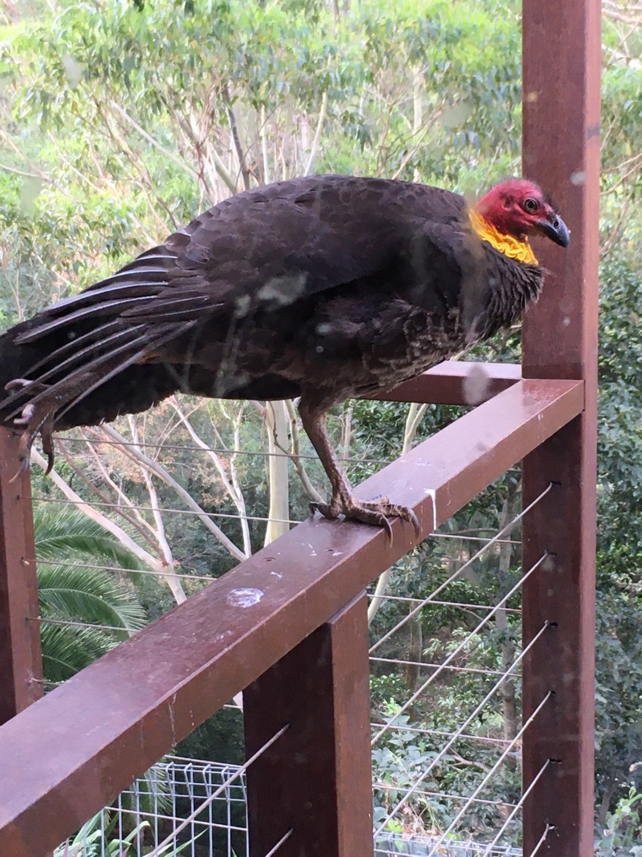 Brush-turkey in Big City Birds App spotted by Margaret Scott on 11.12.2020