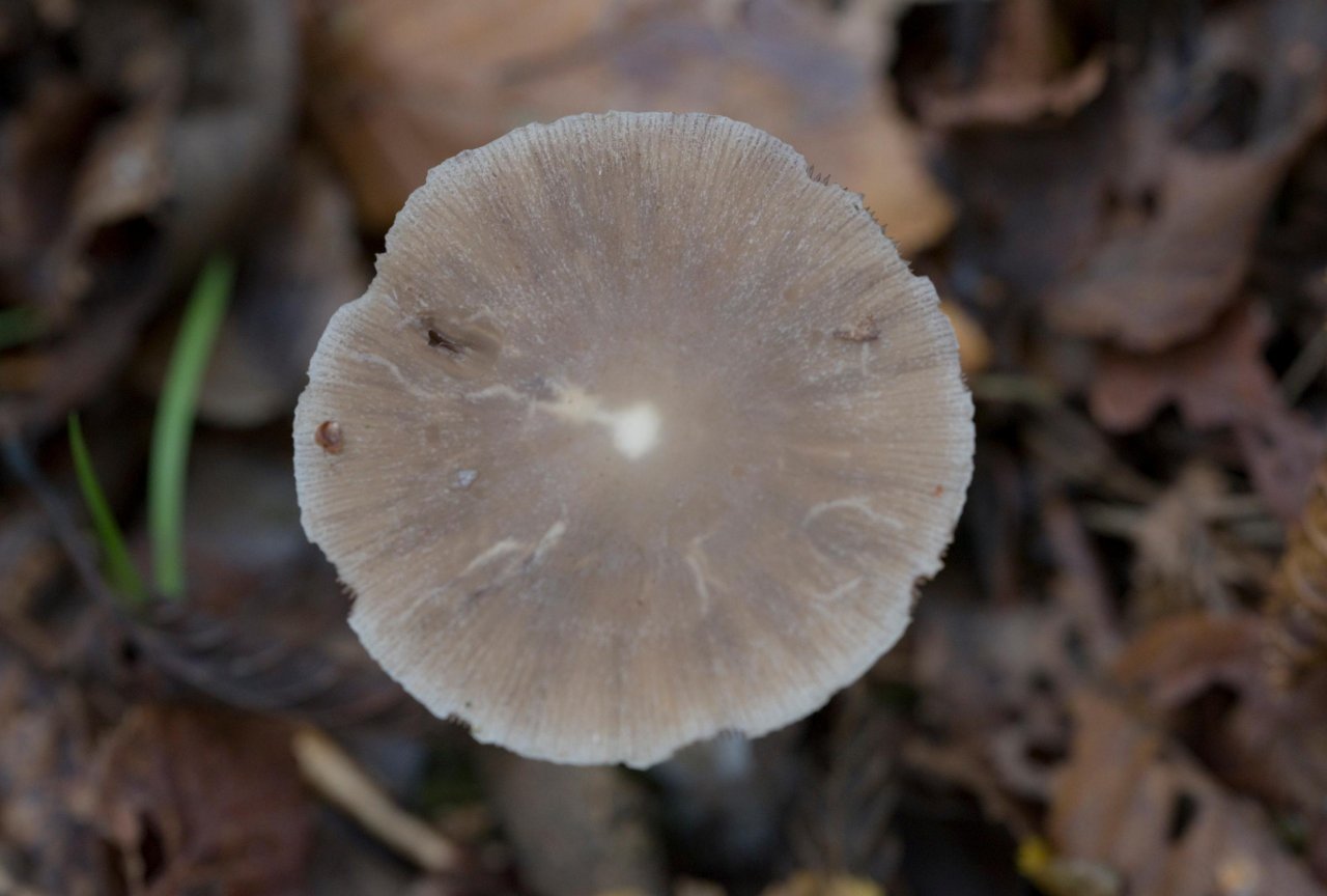 anderer Lamellenpilz (dunkel) in Pilzfinder App spotted by Danny VG on 02.11.2020