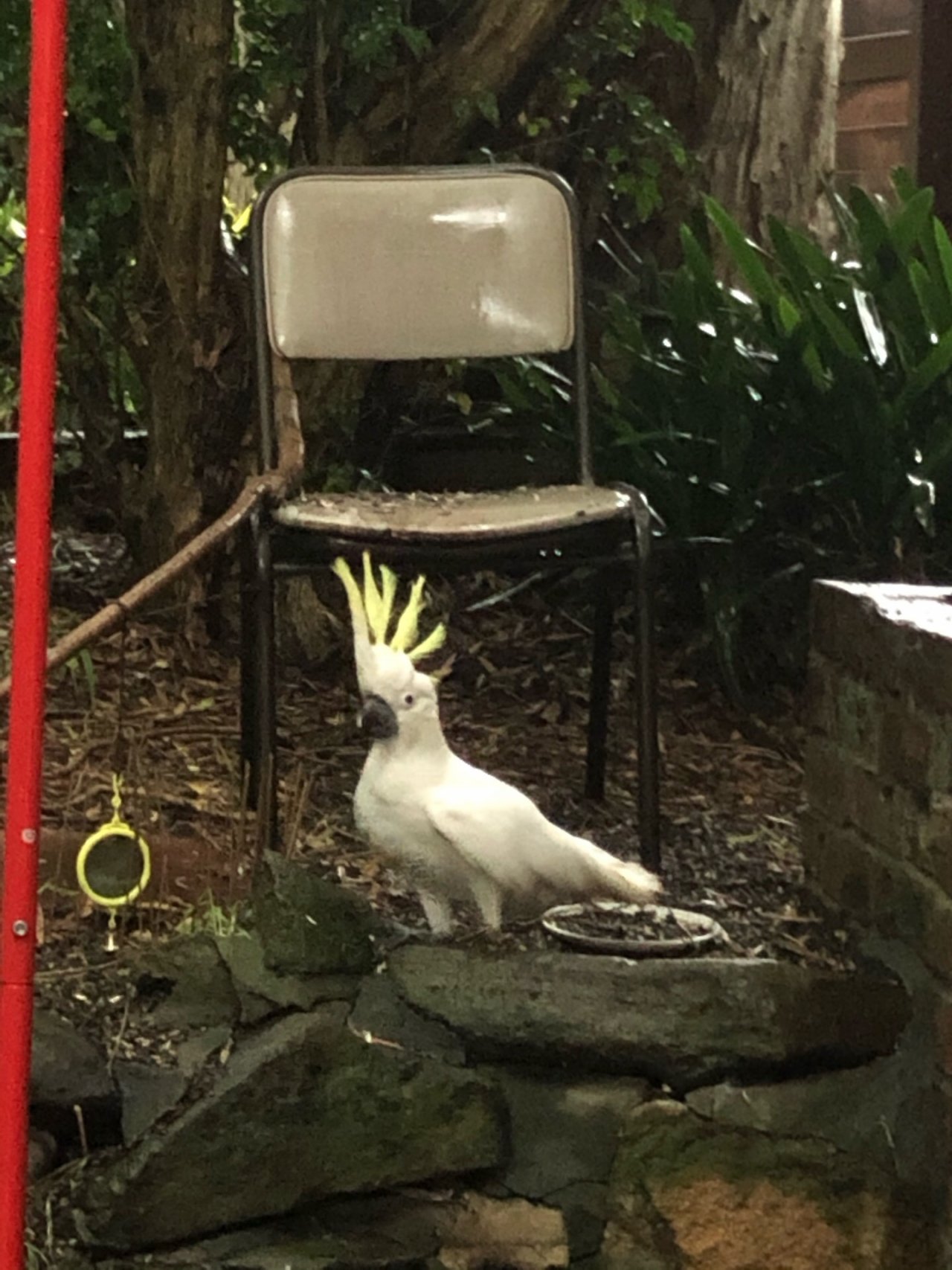 Sulphur-crested Cockatoo in Big City Birds App spotted by Gert on 28.01.2021