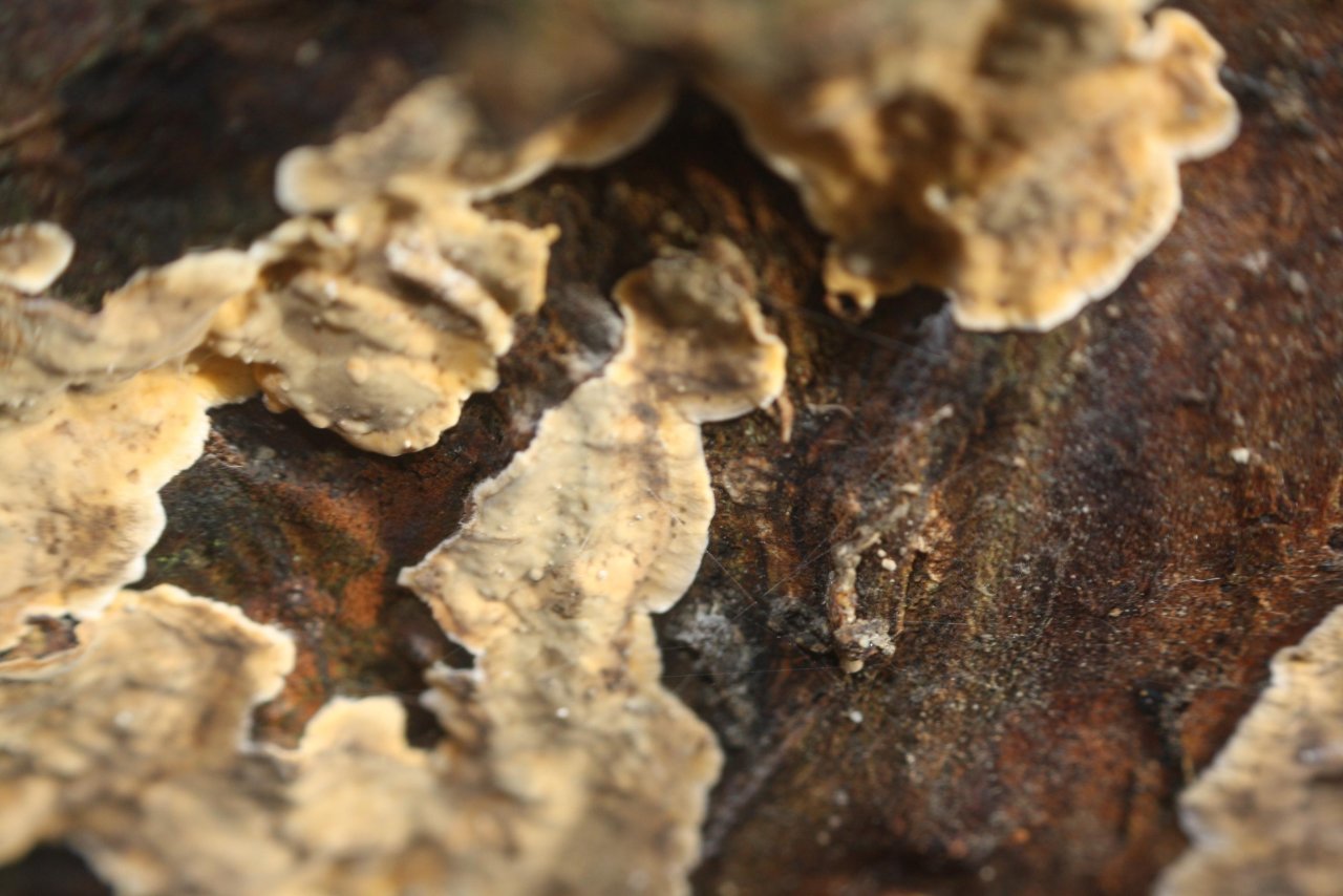 anderer Schichtpilz in Pilzfinder App spotted by Treitner on 16.12.2020