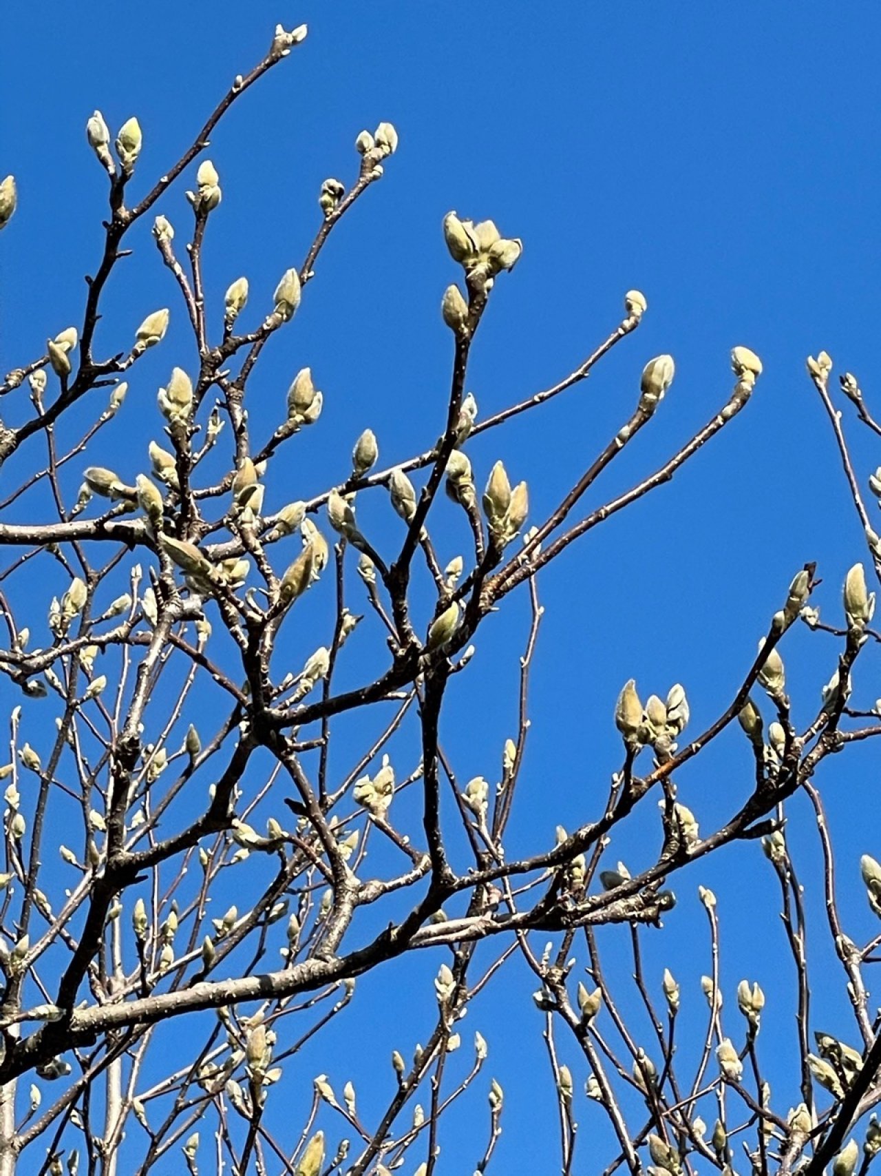 Eine andere Strauchart in Naturkalender App spotted by Christa Wiener on 01.03.2021