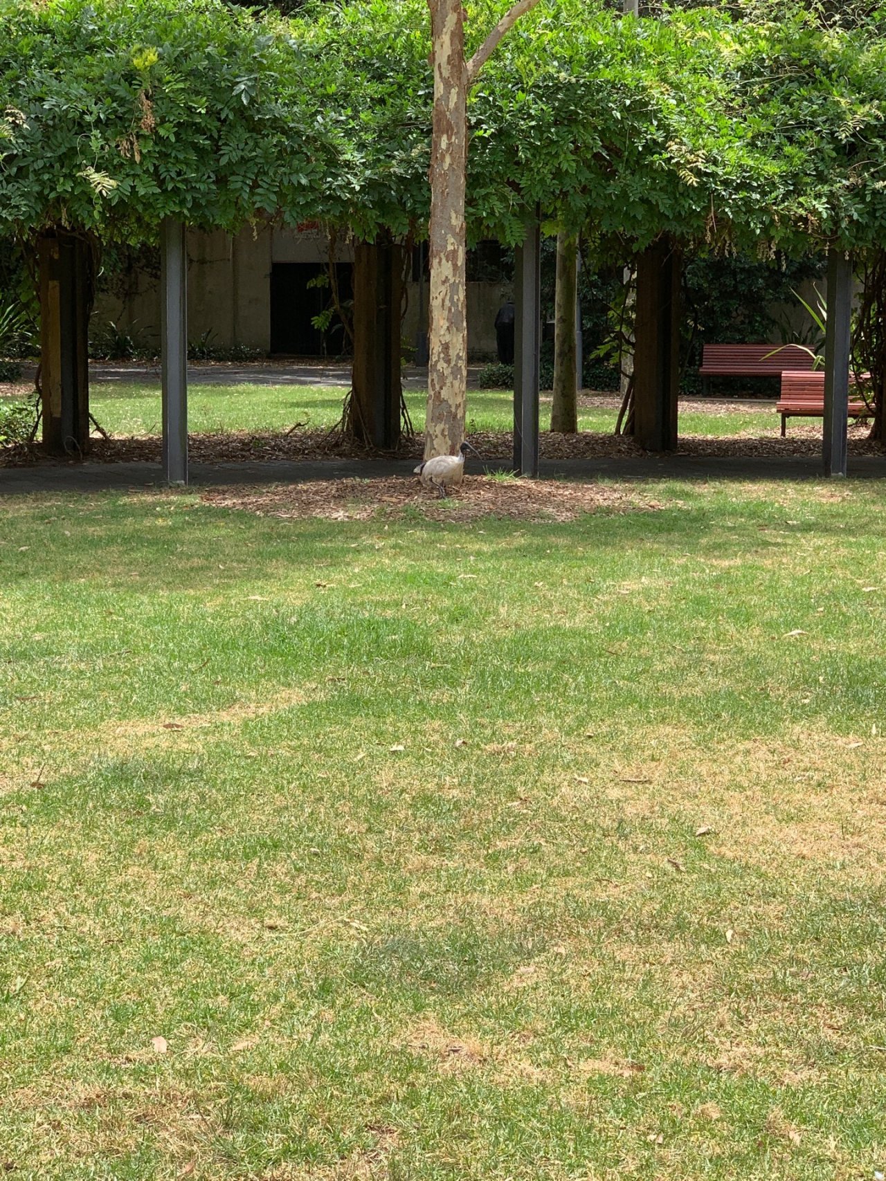 White Ibis in Big City Birds App spotted by Sean Serduk on 13.12.2020