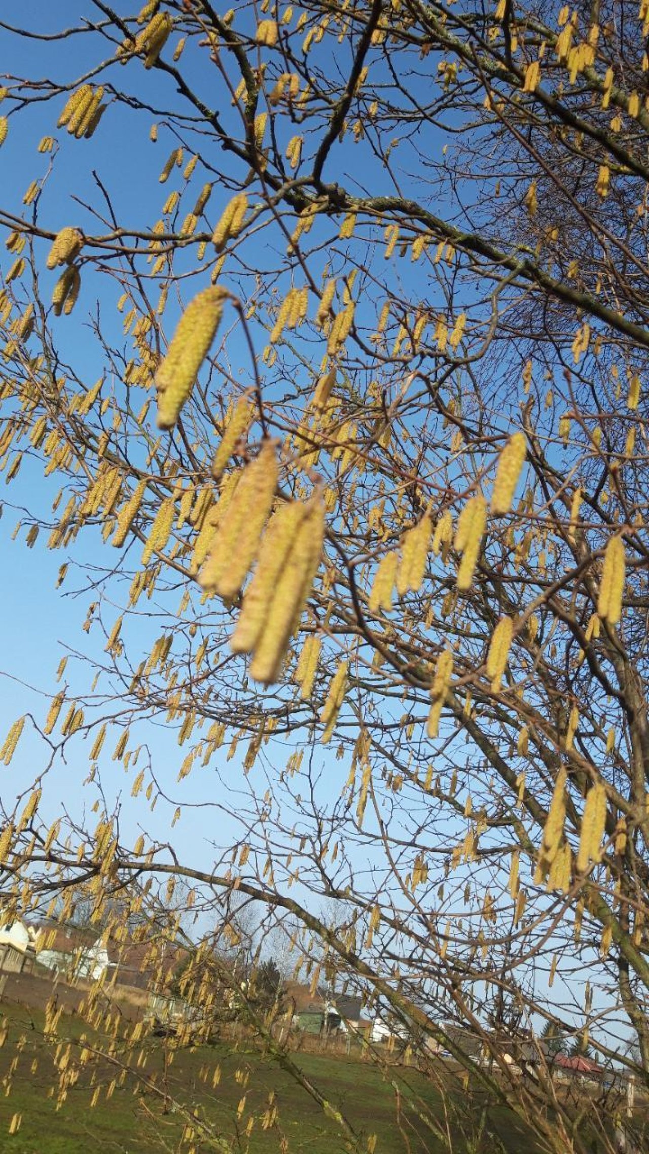 Haselstrauch in Naturkalender App spotted by Michaela Moser on 24.02.2021