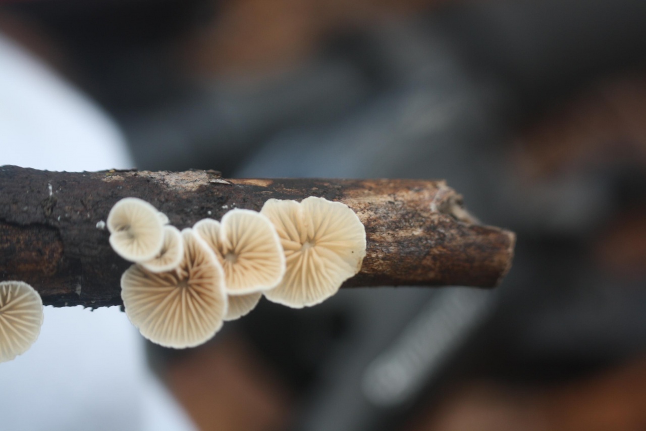 Genus: 	Crepidotus,
on a branch; deciduous tree; deadwood; lying open; | Pilzfinder 