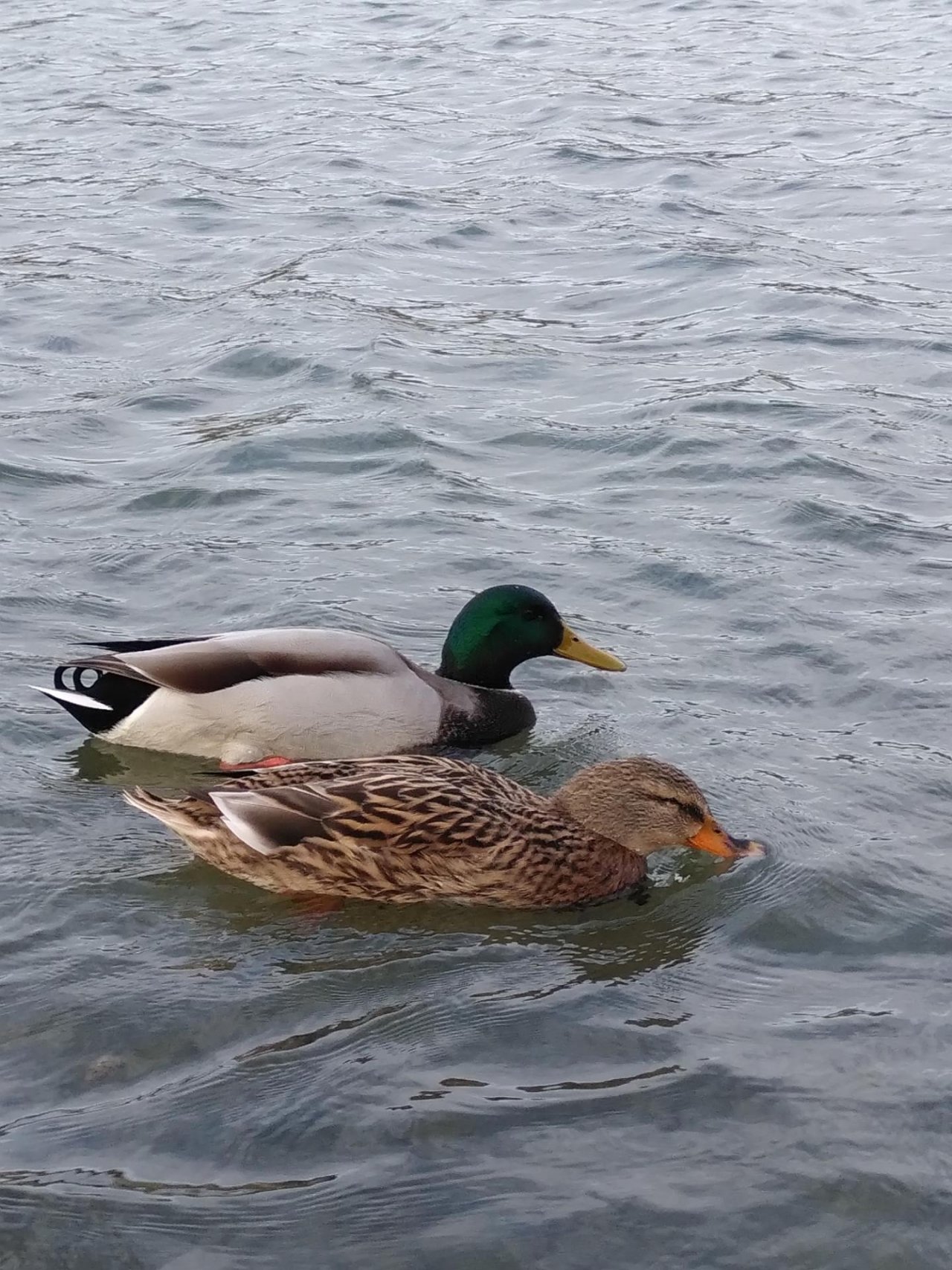 Animals in NatureSpots App spotted by TheOSWR on 13.11.2020