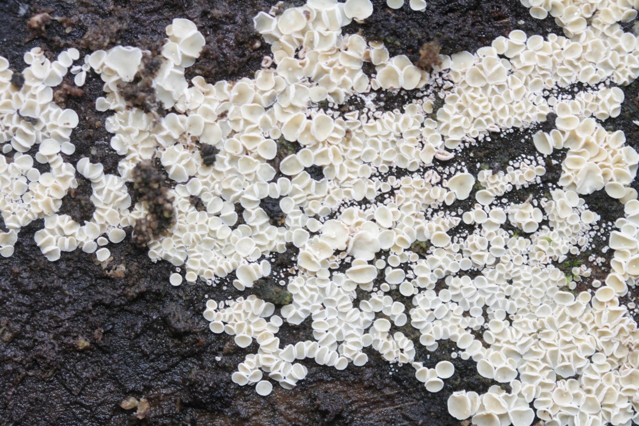 anderer Becherling in Pilzfinder App spotted by Helmling on 11.12.2020