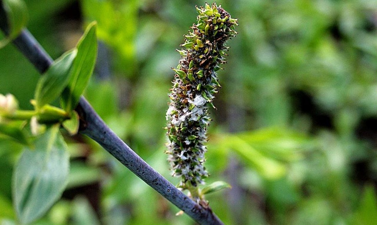 Árvore de Salgueiro Violeta