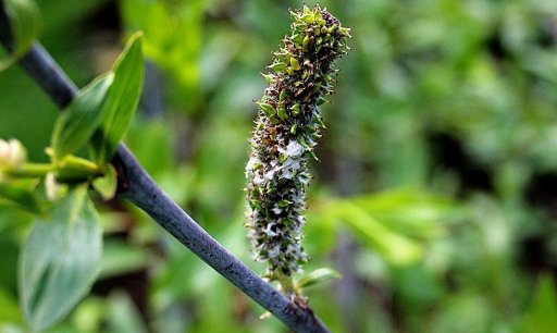 Árvore de Salgueiro Violeta
