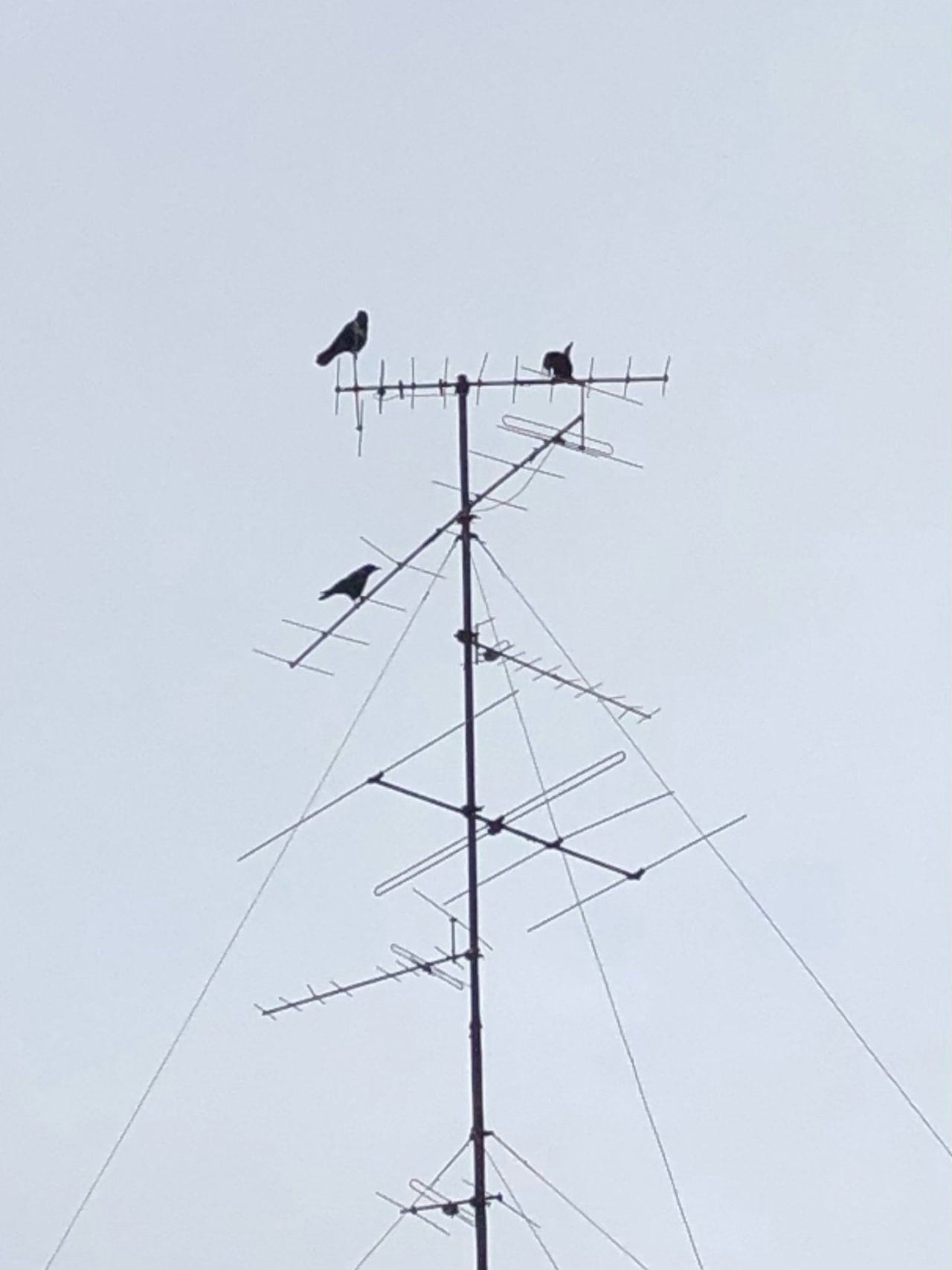 Carrion Crow in KraMobil App spotted by Krarin on 19.02.2021