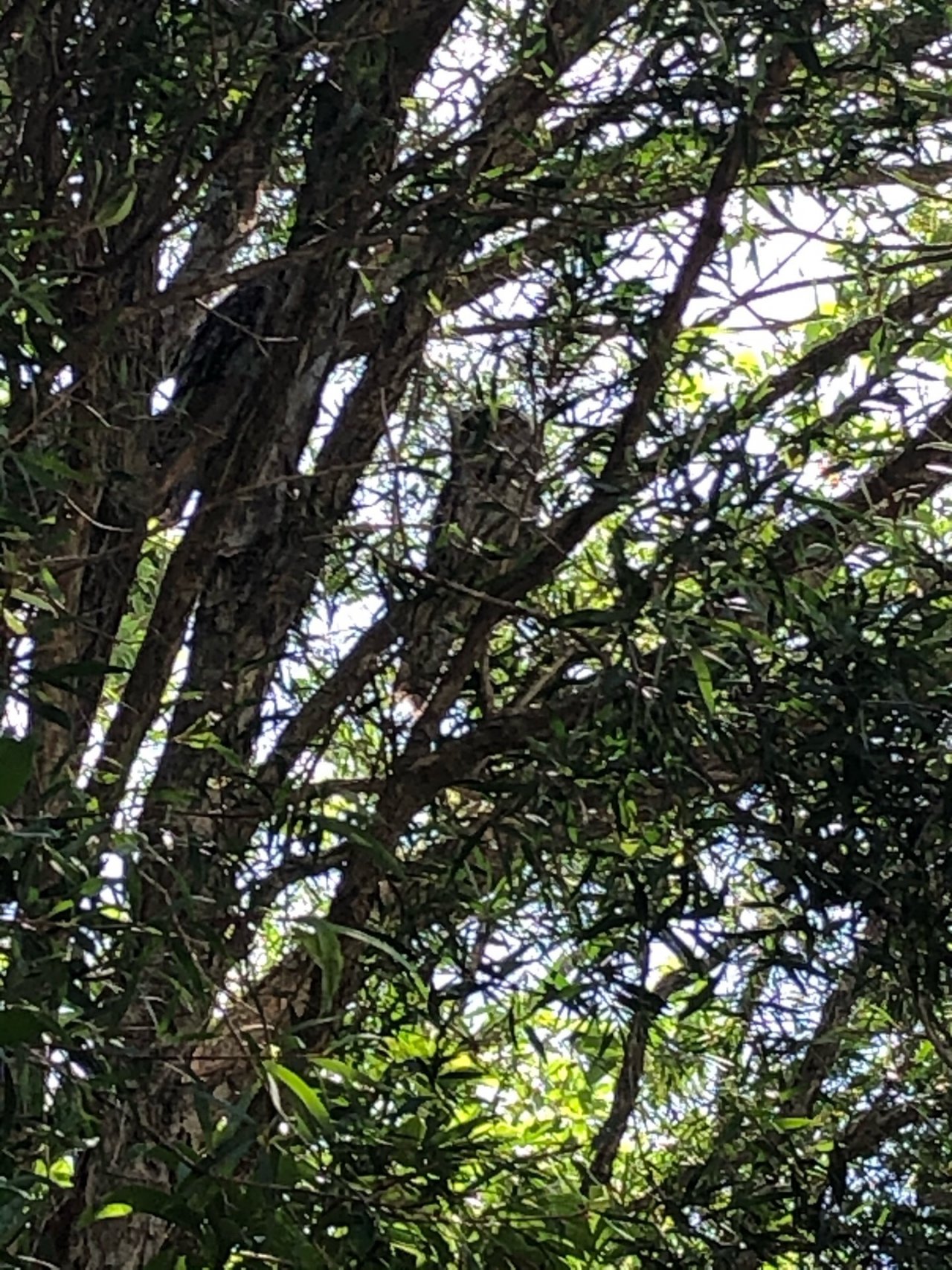 Other bird in Big City Birds App spotted by Linda Campbell on 03.02.2021