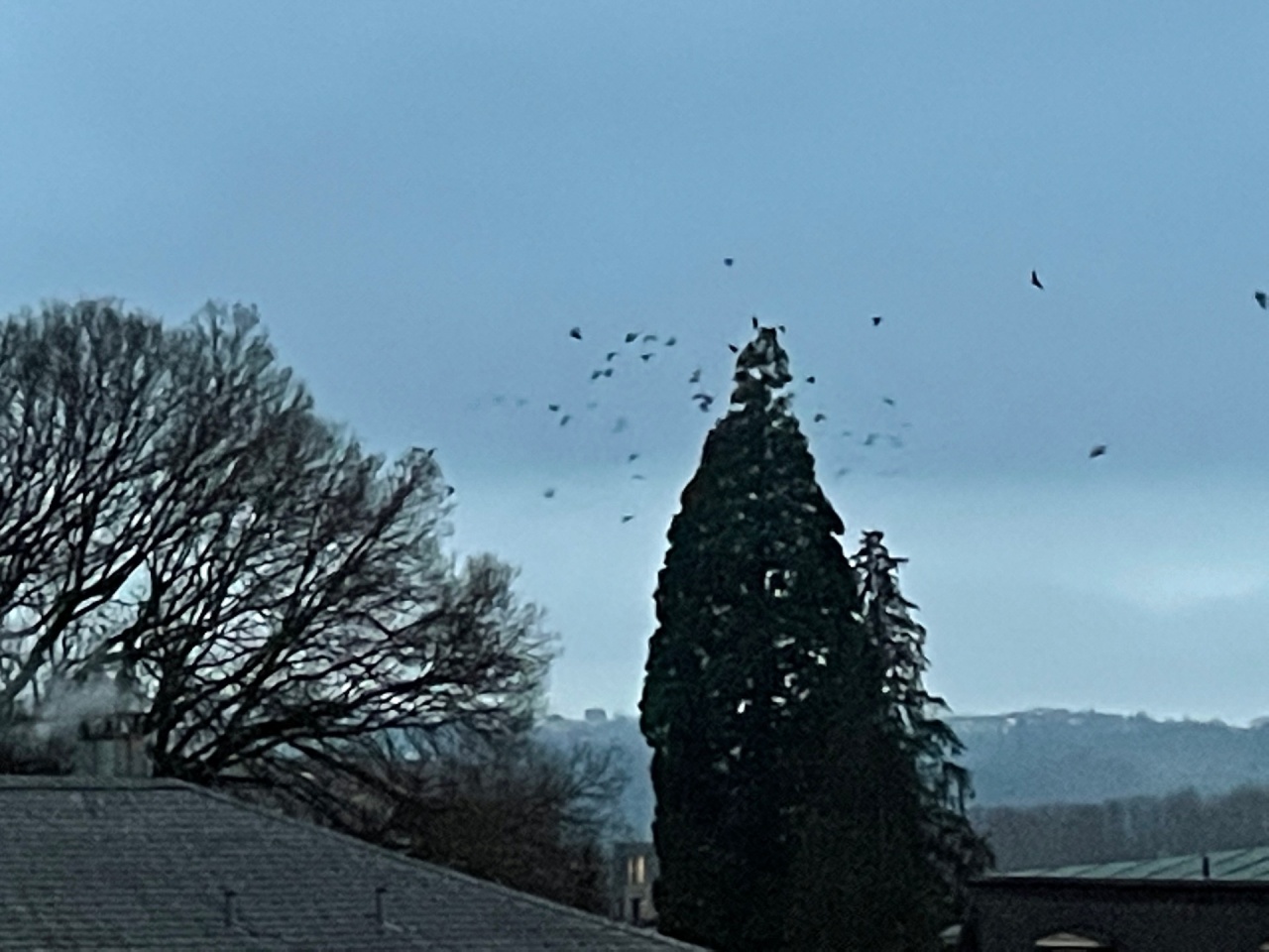 Abendliche Heimkehr von Schwärmen zu den Schlafbäumen.  Es werden noch lautstark 