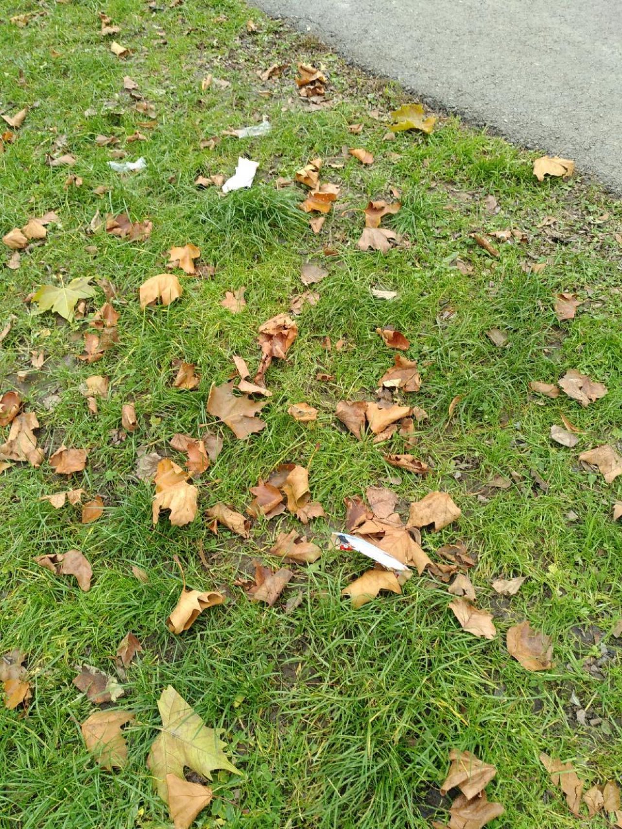 litter in DRECKSPOTZ | GLOBAL 2000 App spotted by TheOSWR on 15.12.2020