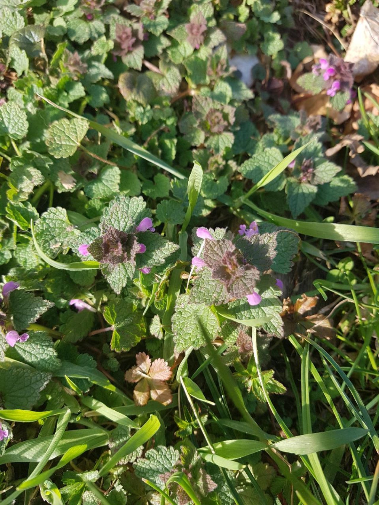 Eine andere Art in Naturkalender Oberösterreich App spotted by 48dasu02 on 09.03.2021