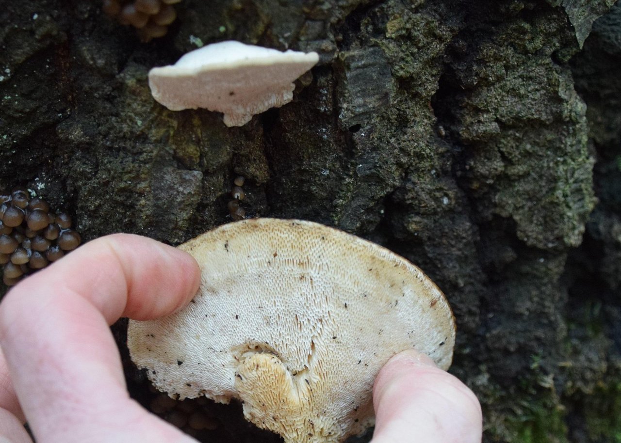 Buckeltramete in Pilzfinder App spotted by Markus Sabor on 13.12.2020