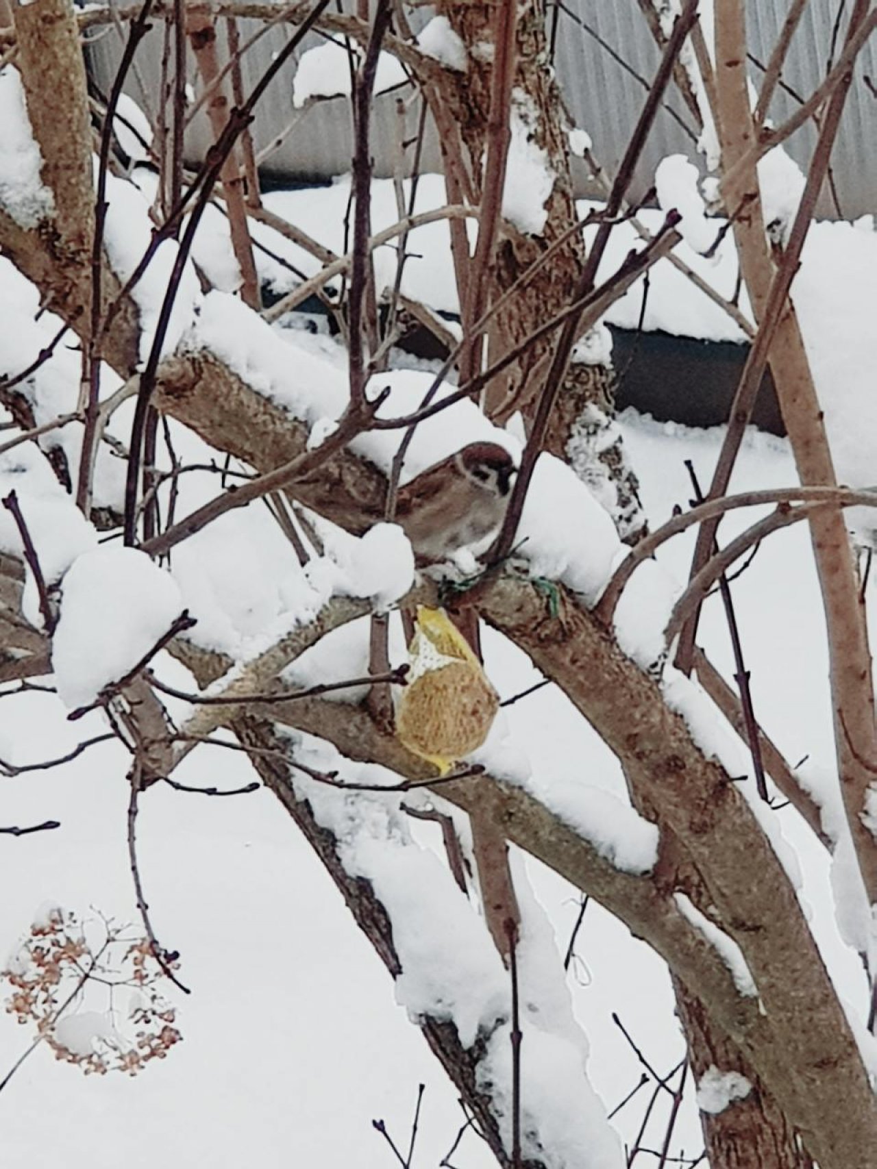 Eine andere Art in Naturkalender Oberösterreich App spotted by Edlelinde on 09.01.2021