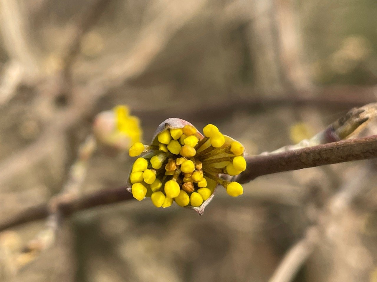 Kornelkirsche / Dirndl in Naturkalender App spotted by Franz on 25.02.2021