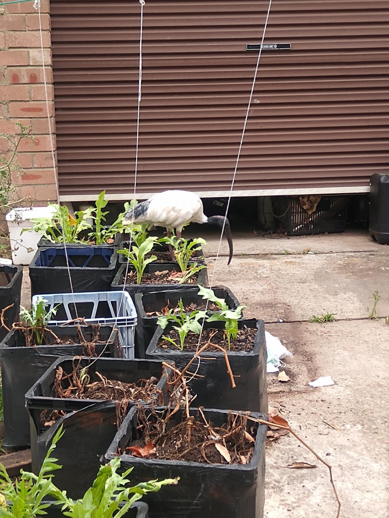 White Ibis in Big City Birds App spotted by Anna on 15.12.2020