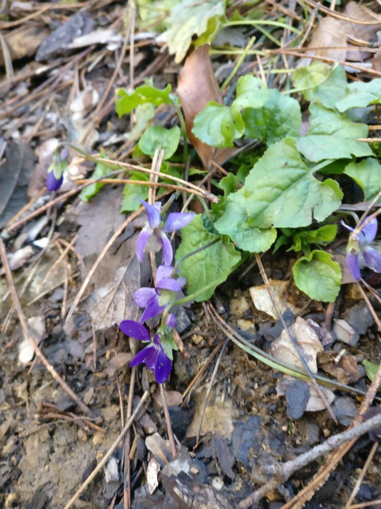 Wohlriechendes Veilchen in Naturkalender App spotted by Susi on 11.12.2020