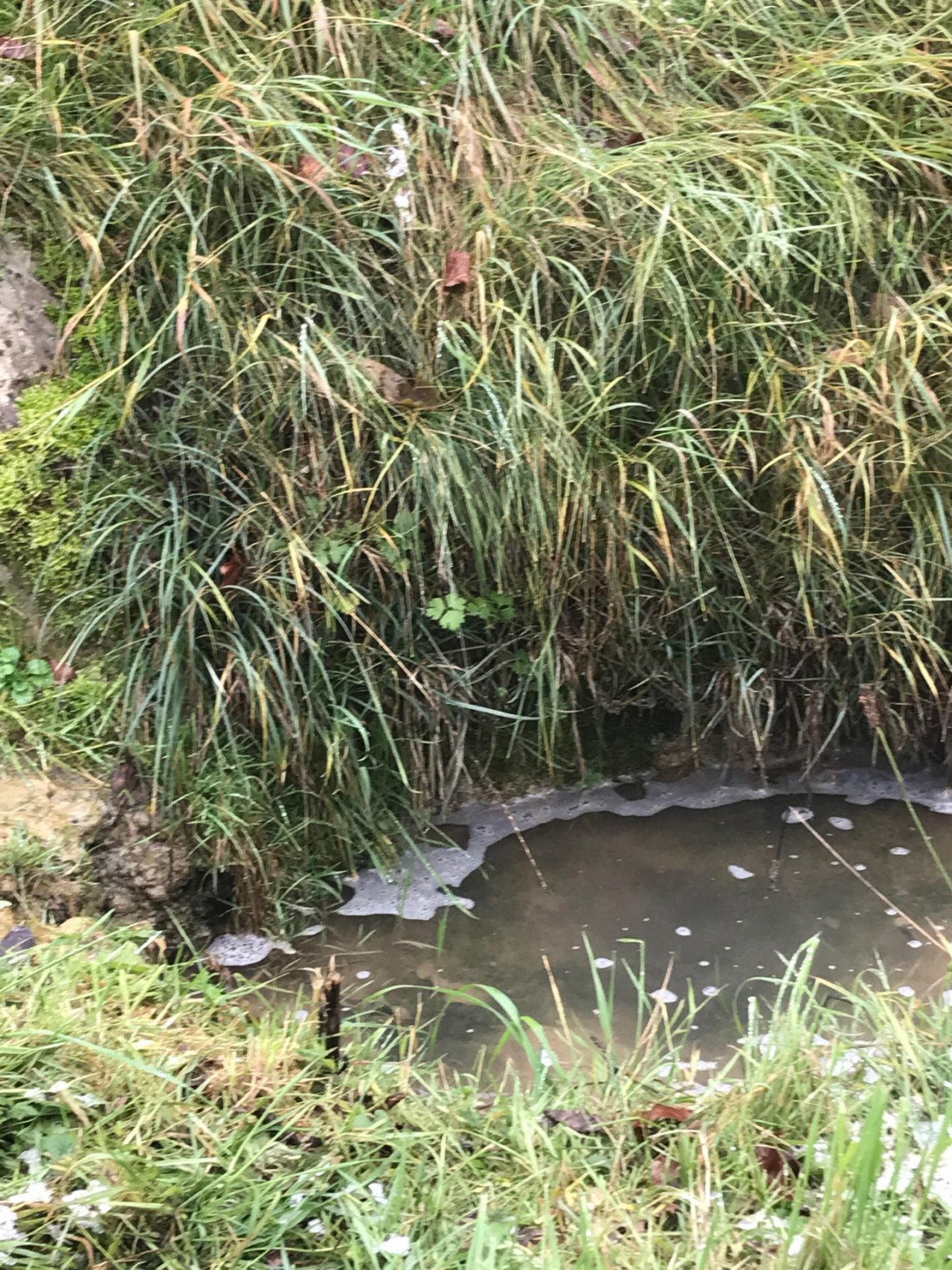 virtual scale in CrowdWater App spotted by TrishaBharath on 14.12.2020