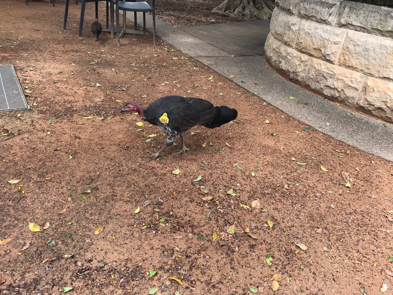 Brush-turkey in Big City Birds App spotted by Zoe on 03.02.2021