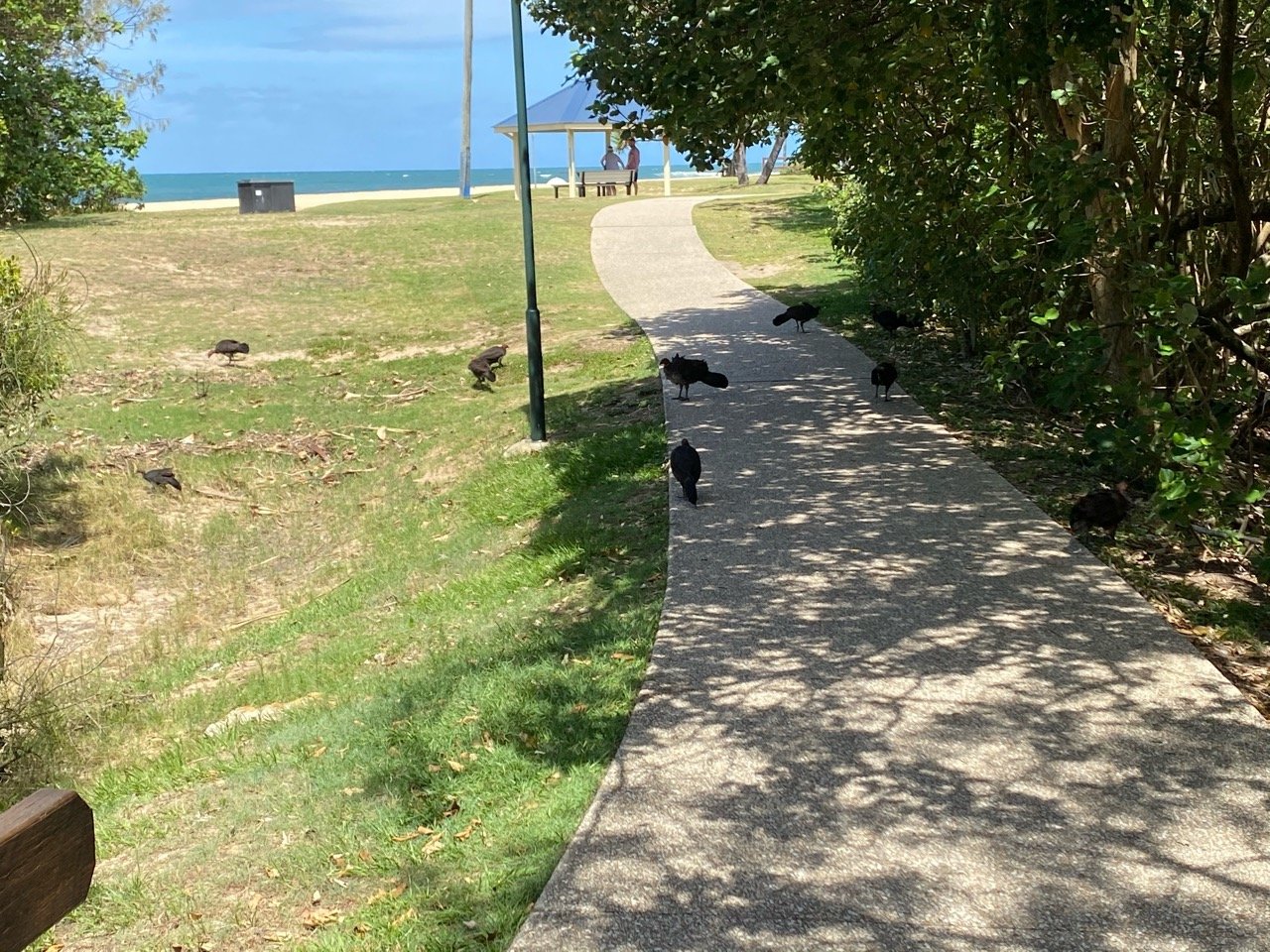birds in BrushTurkeys App spotted by James Benjamin on 24.12.2020
