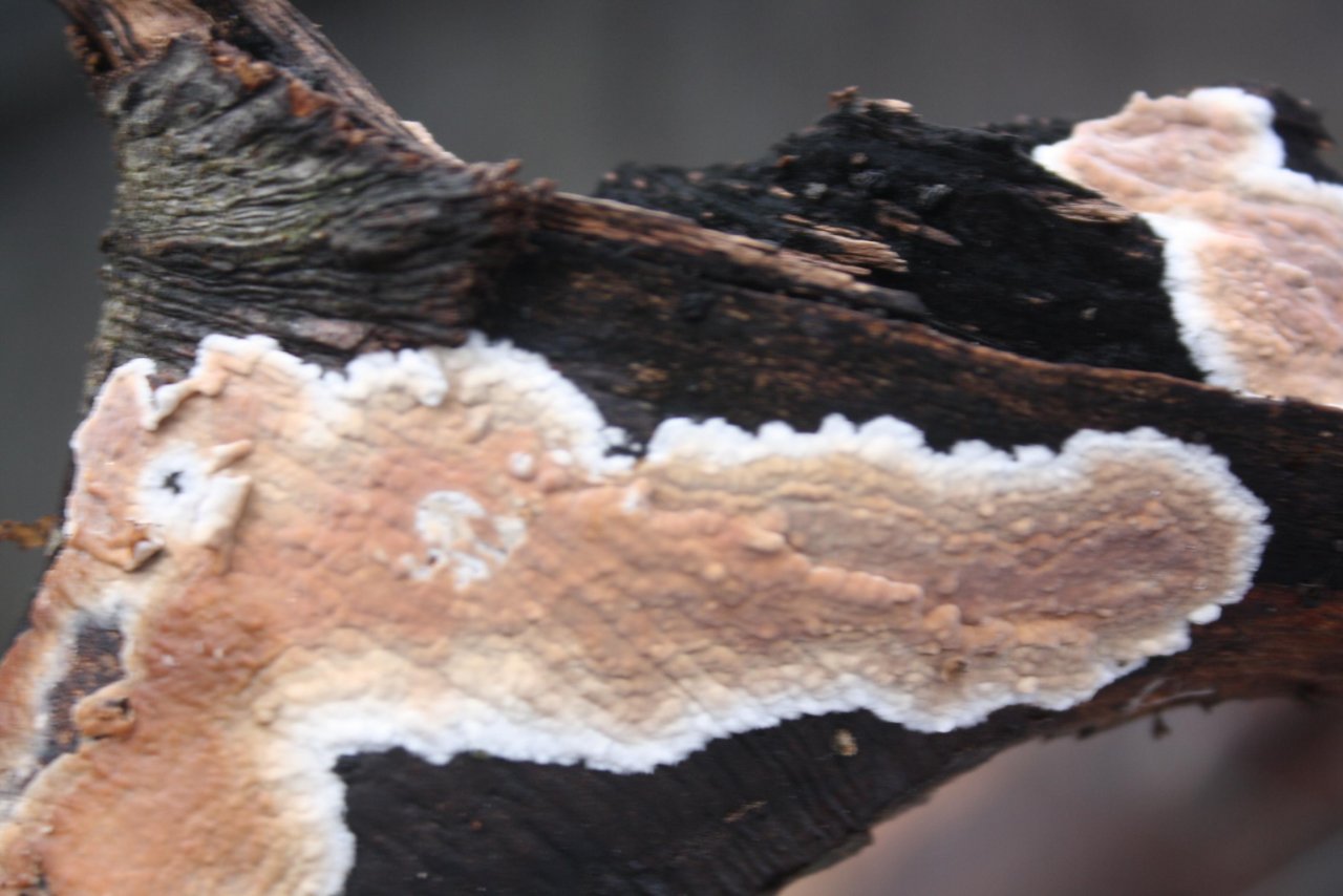 anderer Schichtpilz in Pilzfinder App spotted by Treitner on 18.12.2020