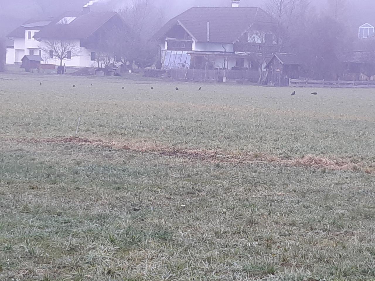 Waldrapp in Forschen im Almtal App spotted by Pamela Leberbauer on 16.12.2020