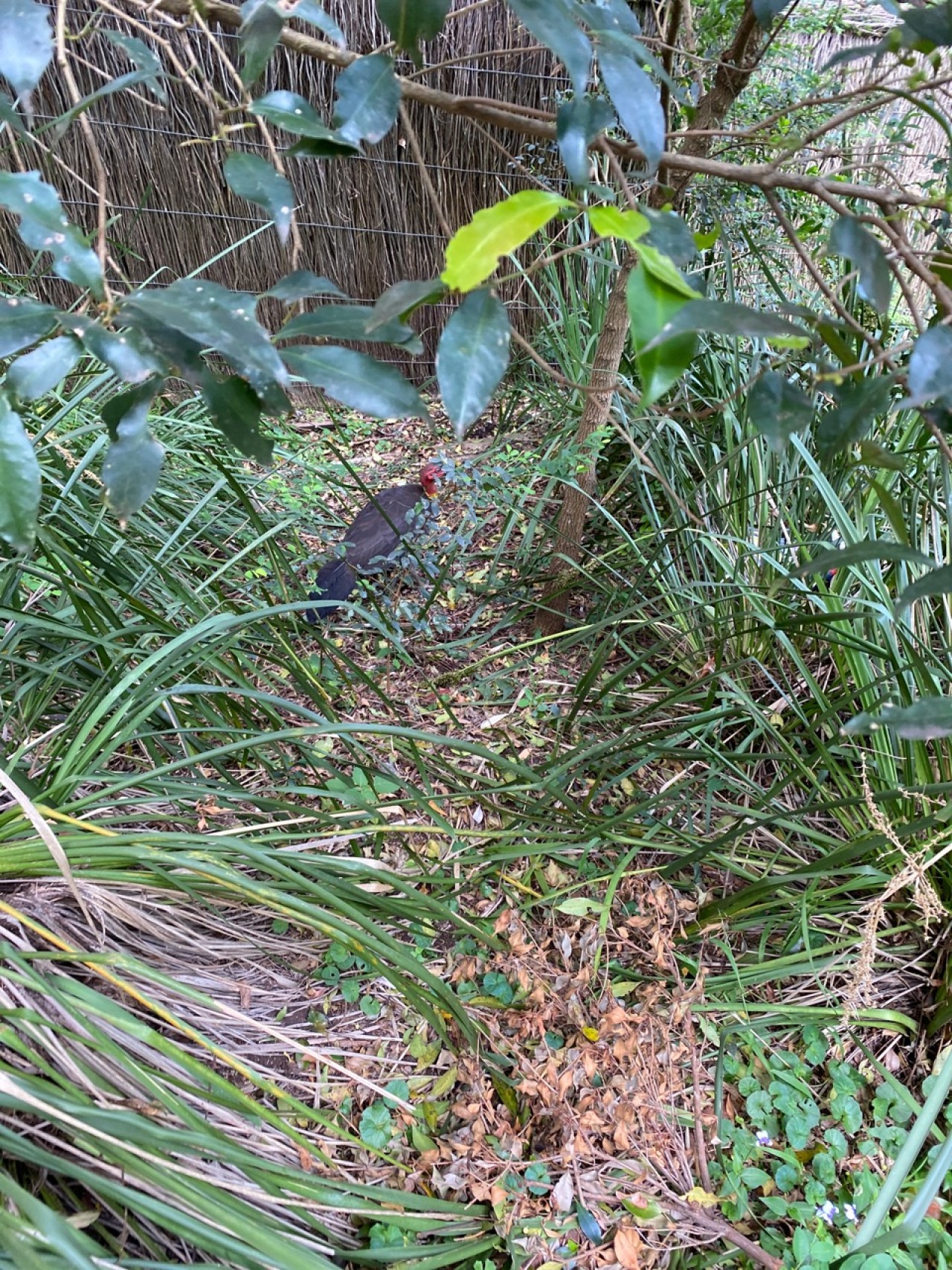 | BrushTurkeys App | 10.12.2020