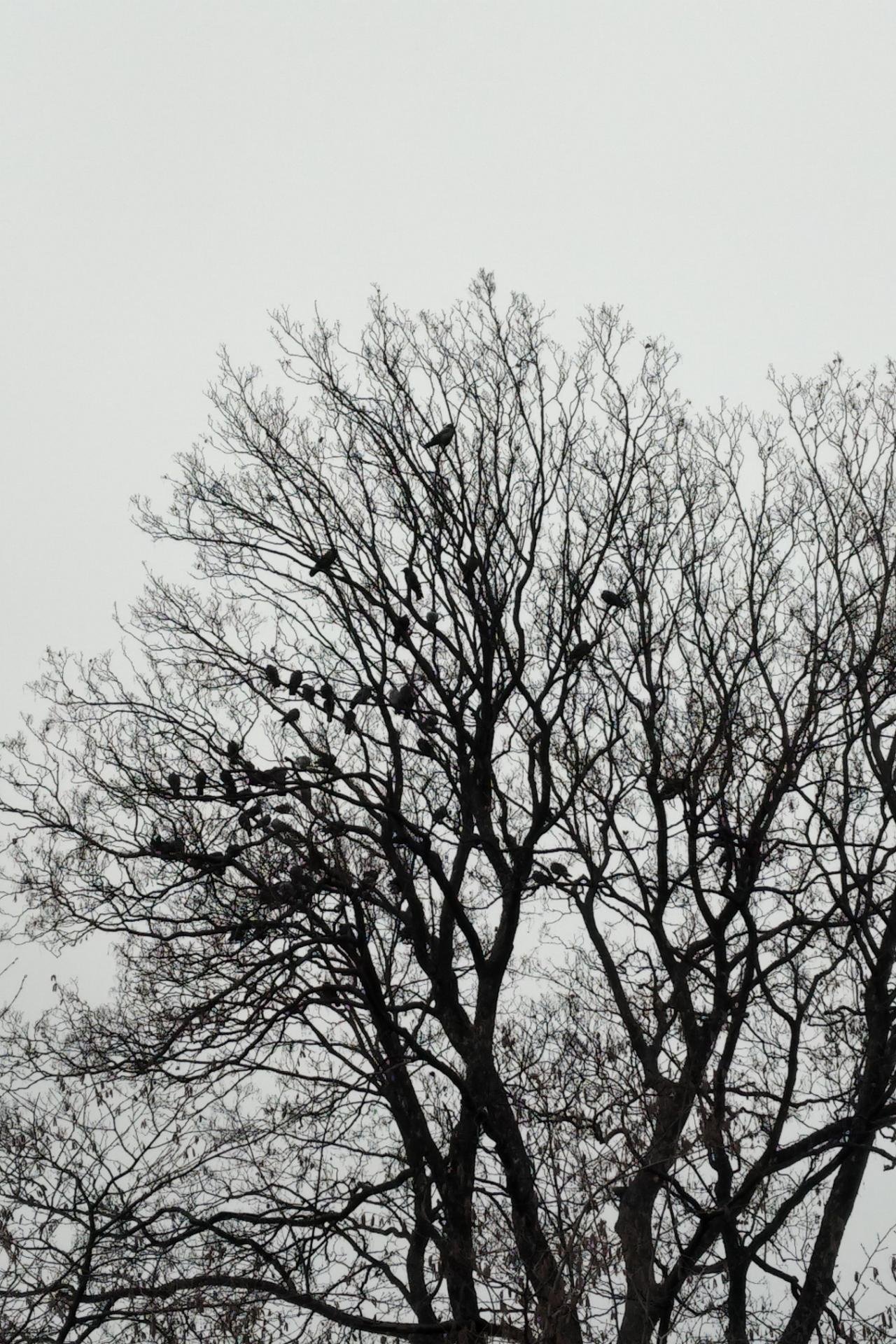 Hooded Crow in KraMobil App spotted by Patrick BA on 03.01.2021